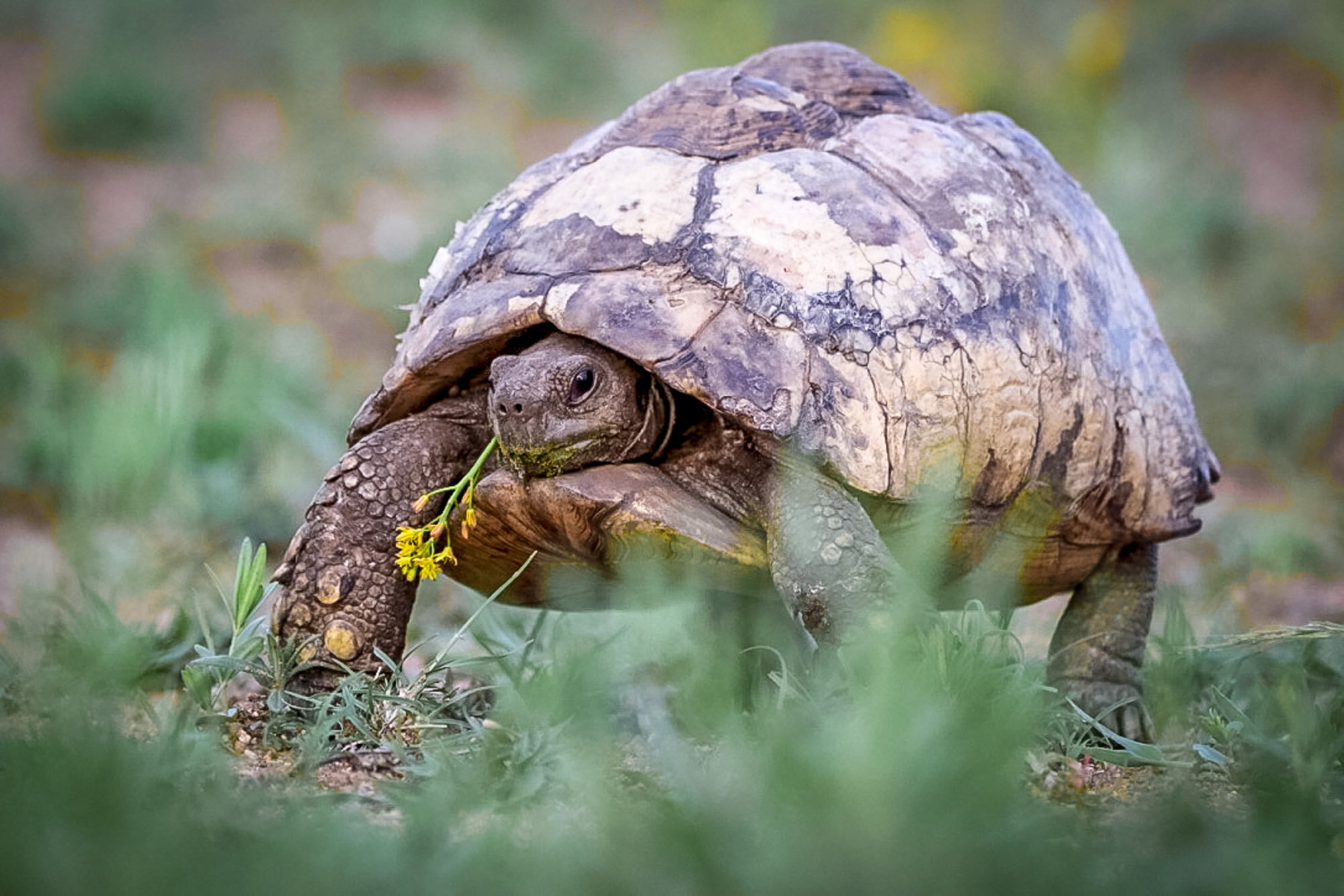 Tortoise_South_Africa_Safari_2016_©_Howard_Wolff-13.jpg