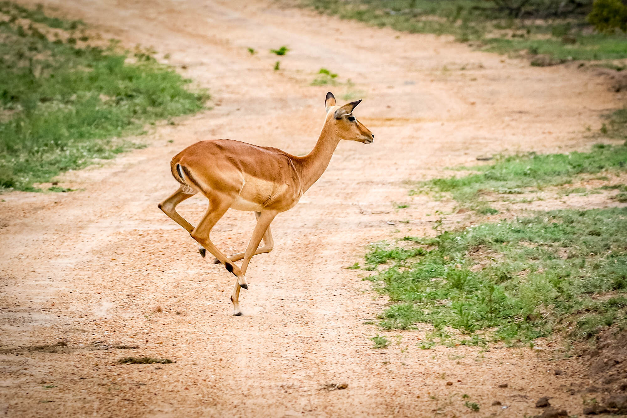 Steenbock_antelope_South_Africa_Safari_2016_©_Howard_Wolff-18.jpg