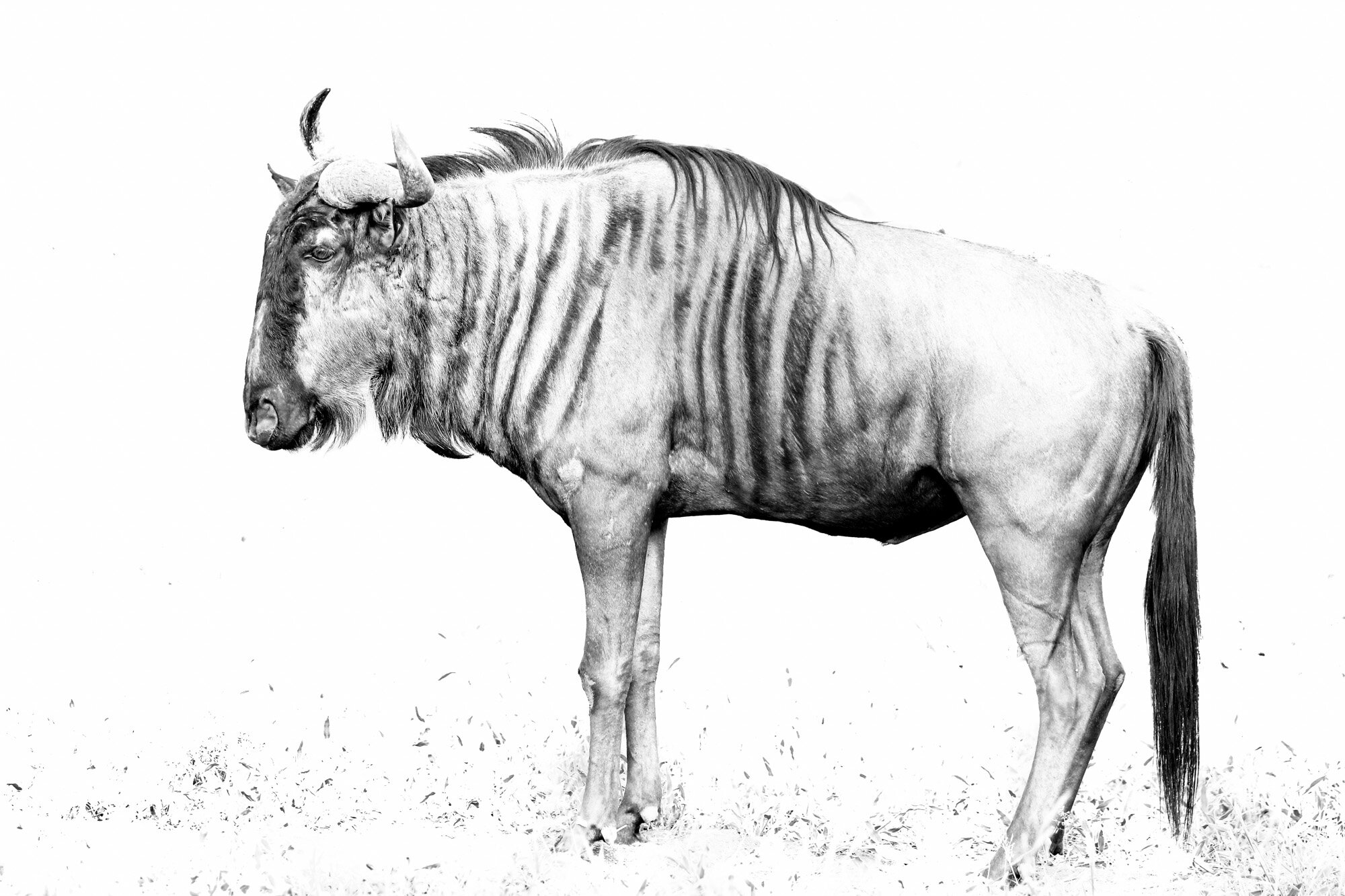 Wildebeest_South_Africa_Safari_2016_©_Howard_Wolff-11.jpg