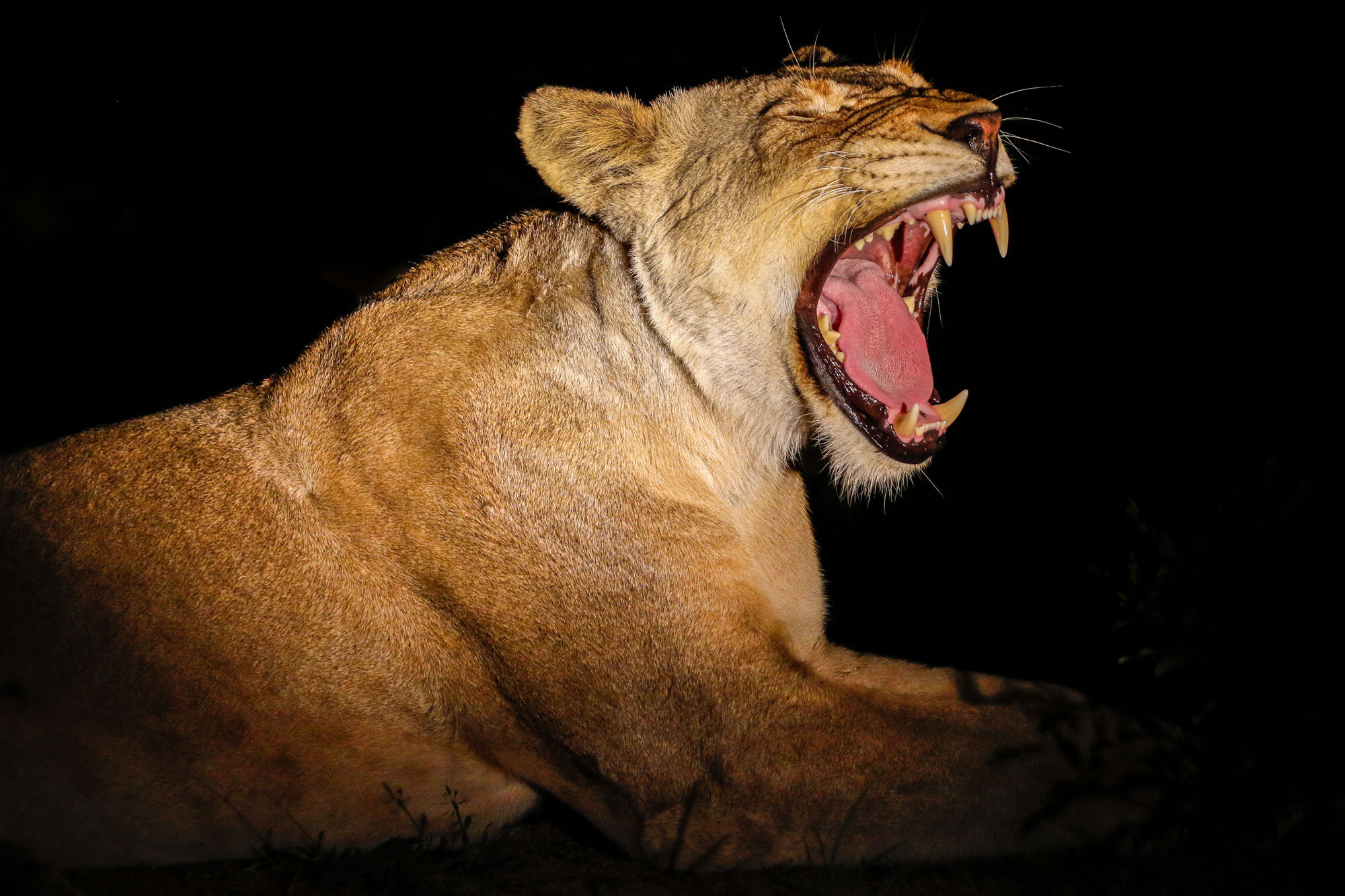 Yawning_lion_South_Africa_Safari_2016_©_Howard_Wolff-20.jpg