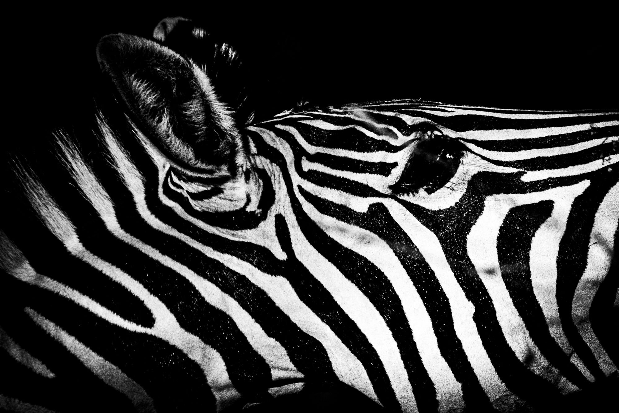 Zebra_at_Honolulu_Zoo_20191004_©HowardWolff.jpg_©_Howard_Wolff-1.jpg