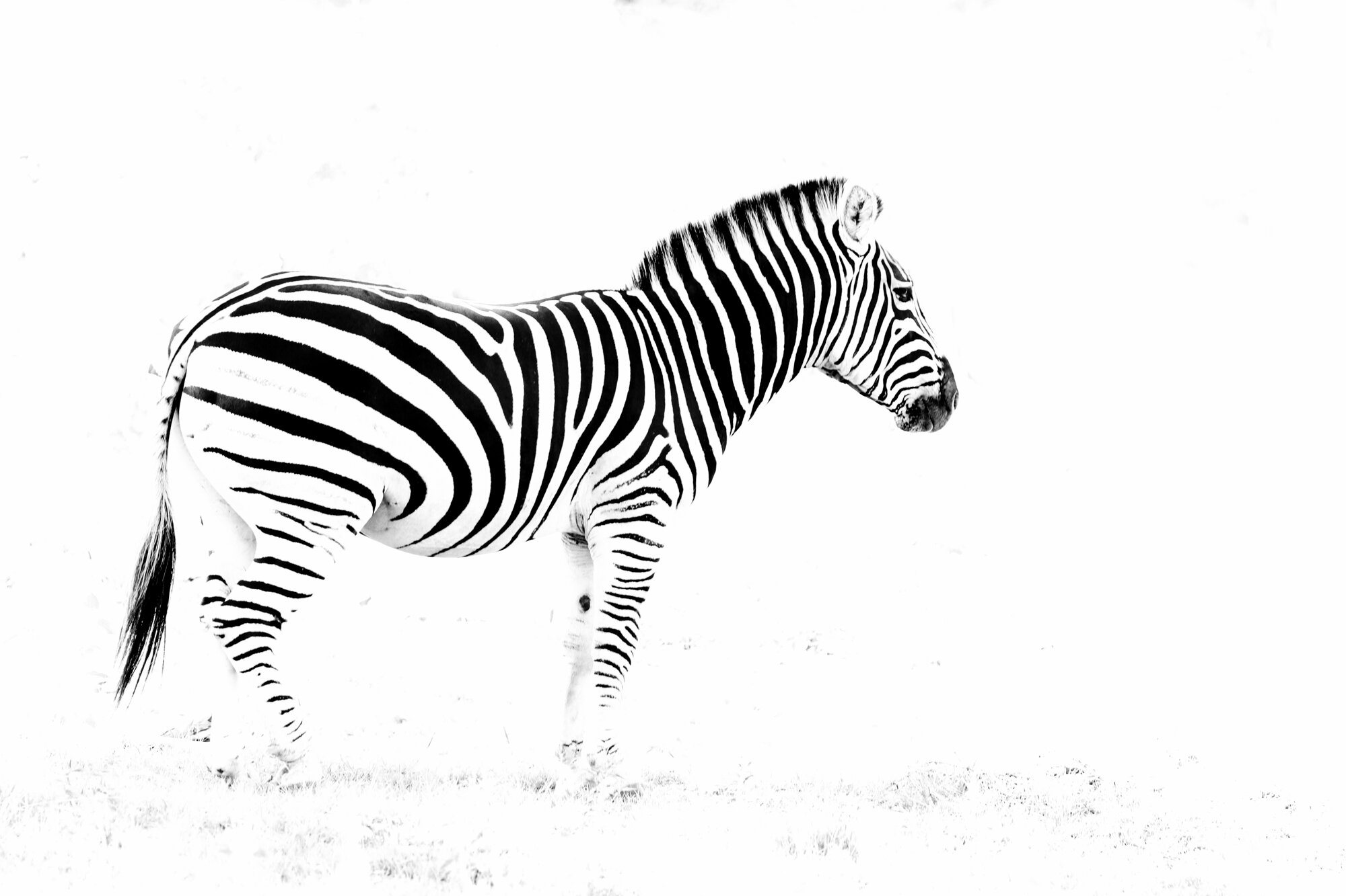 Zebra_South_Africa_Safari_2016_©_Howard_Wolff-8.jpg