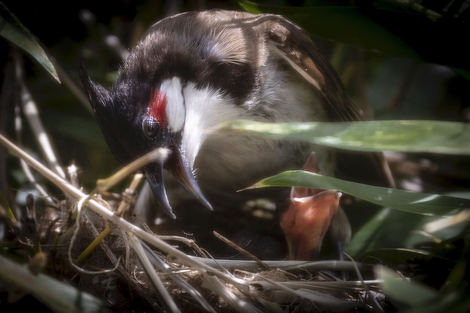 Mama bird (red-whiskered bulbul) with baby chick_©HowardWolff003.jpg