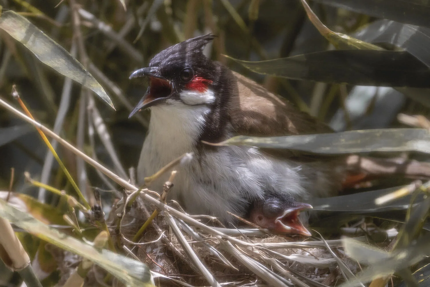 Mama bird (red-whiskered bulbul) sitting on baby chick_©HowardWolff002.jpg