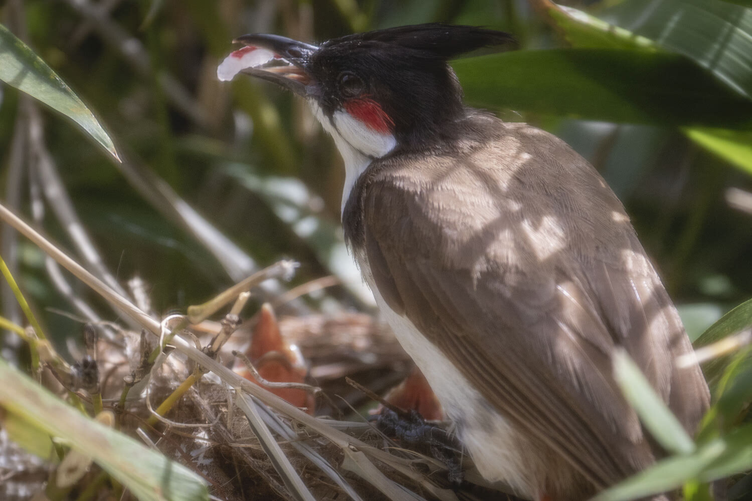 Mama bird (red-whiskered bulbul) feeding baby chicks_©HowardWolff004.jpg