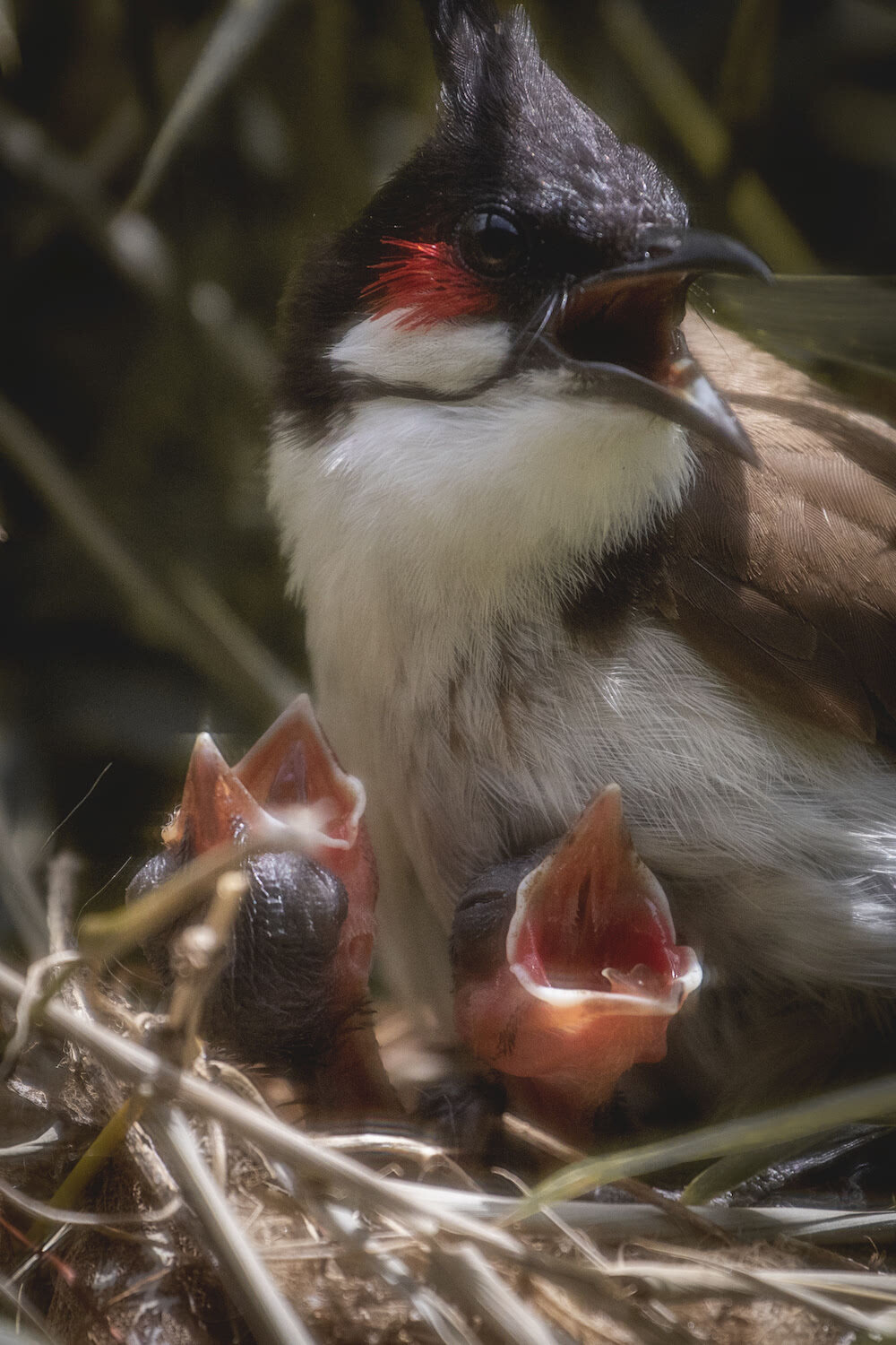 Mama bird (red-whiskered bulbul) and baby chicks 20190803_©HowardWolff001.jpg