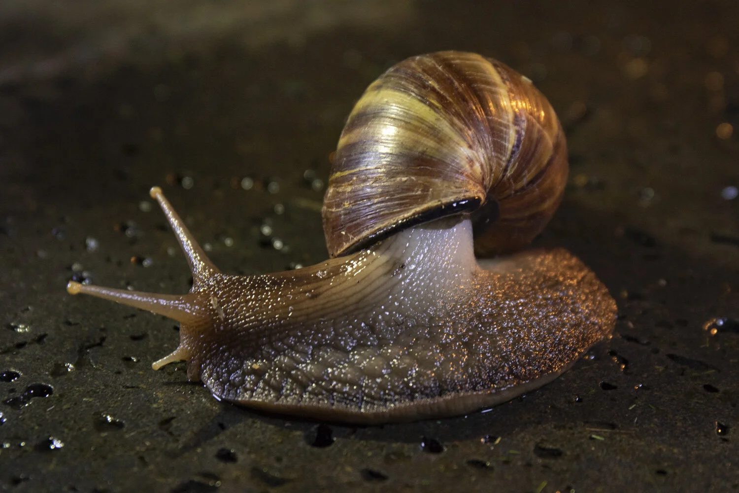giant African land snail 20181203_©HowardWolff 002.jpg