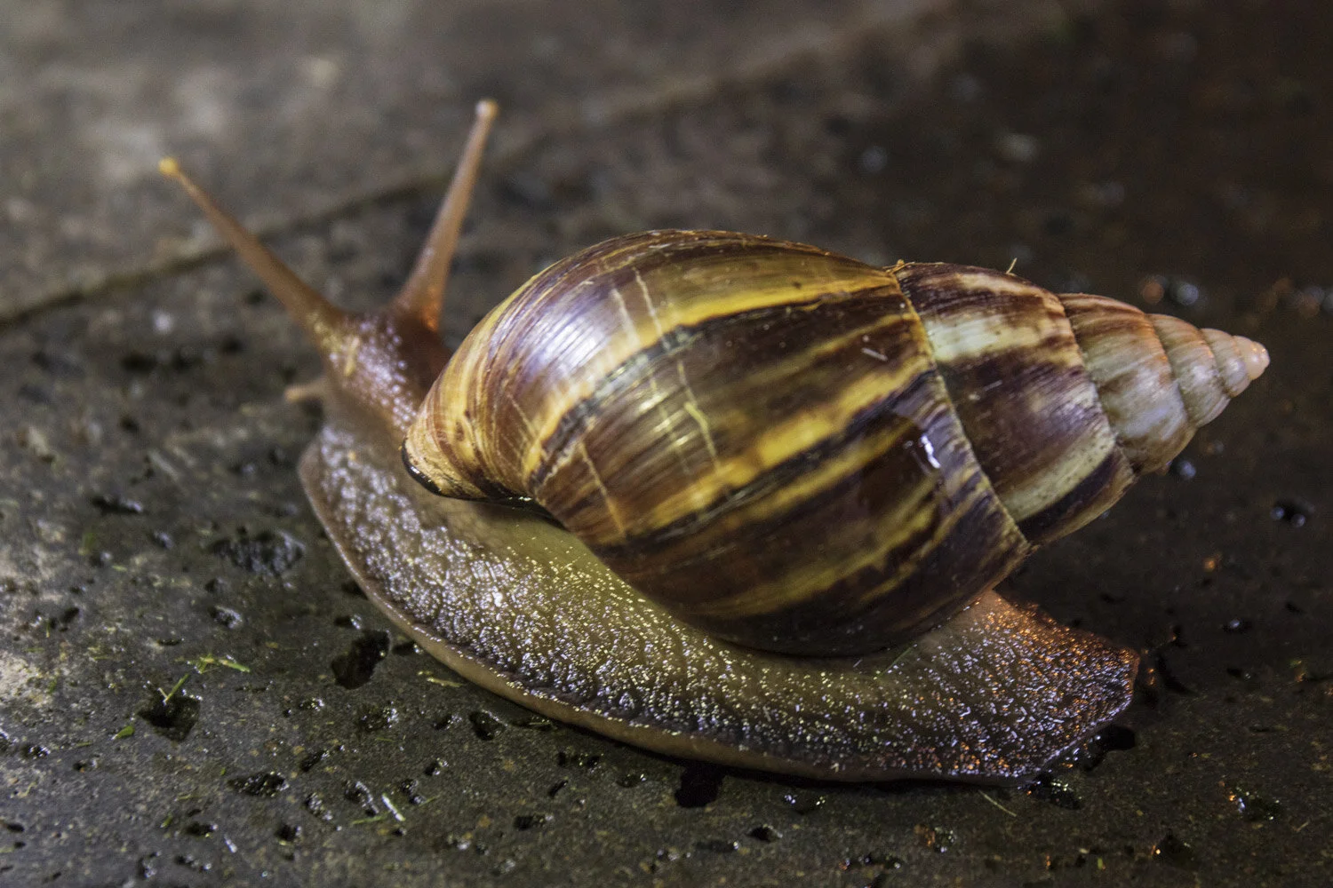 giant African land snail 20181203_©HowardWolff 003.jpg