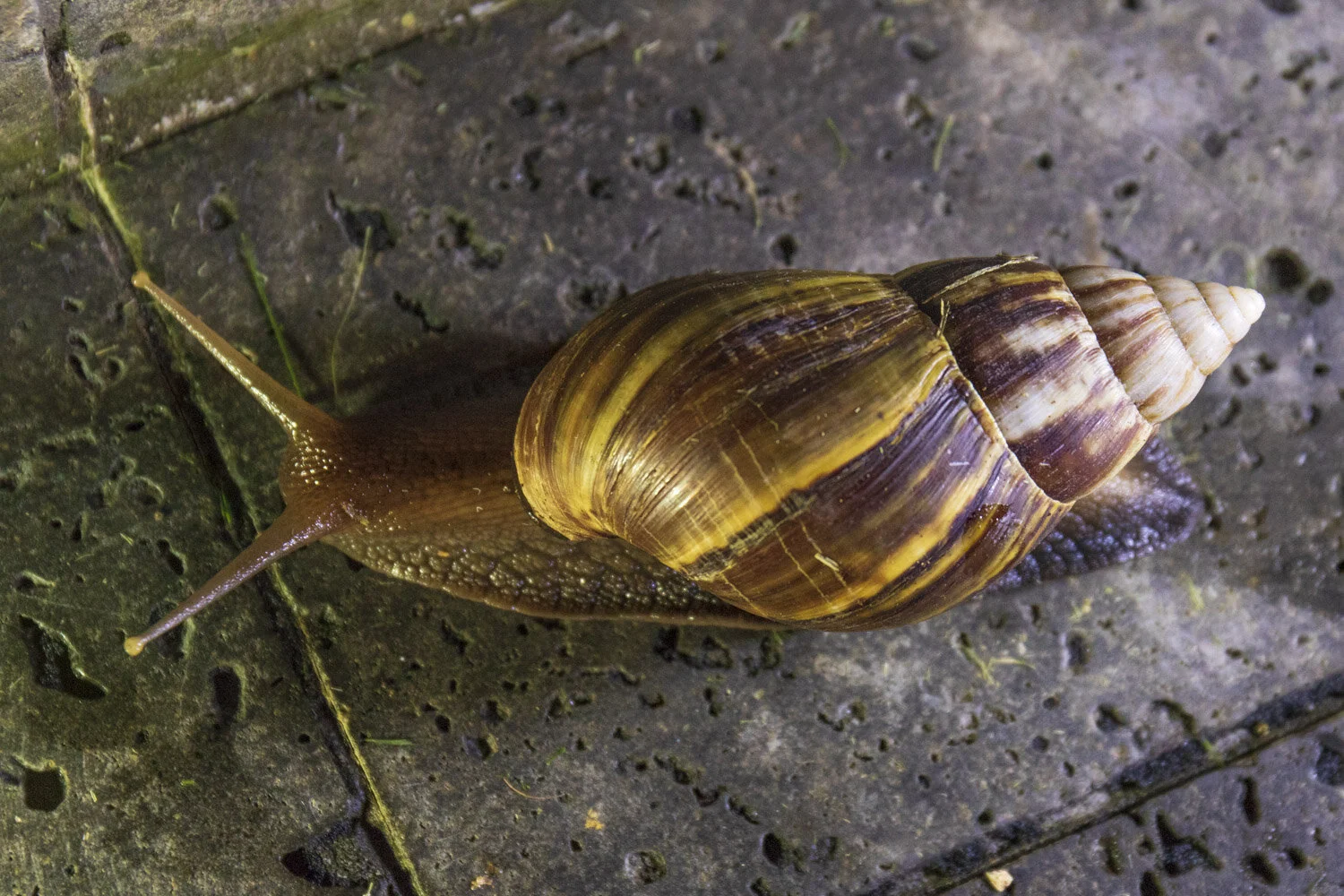 giant African land snail 20181203_©HowardWolff 004.jpg