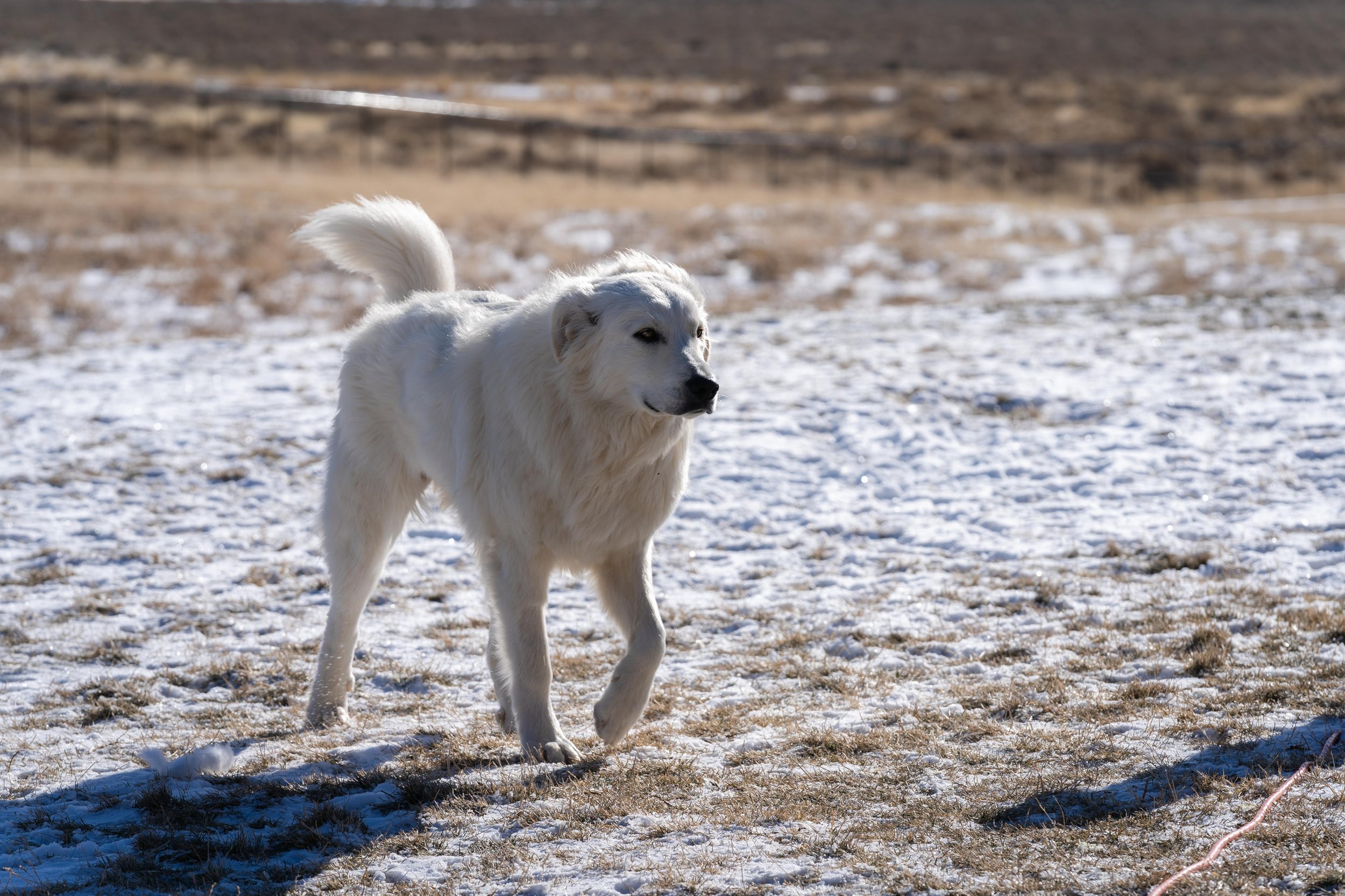 Meet Our Pack — Unega Mountain Dog Rescue