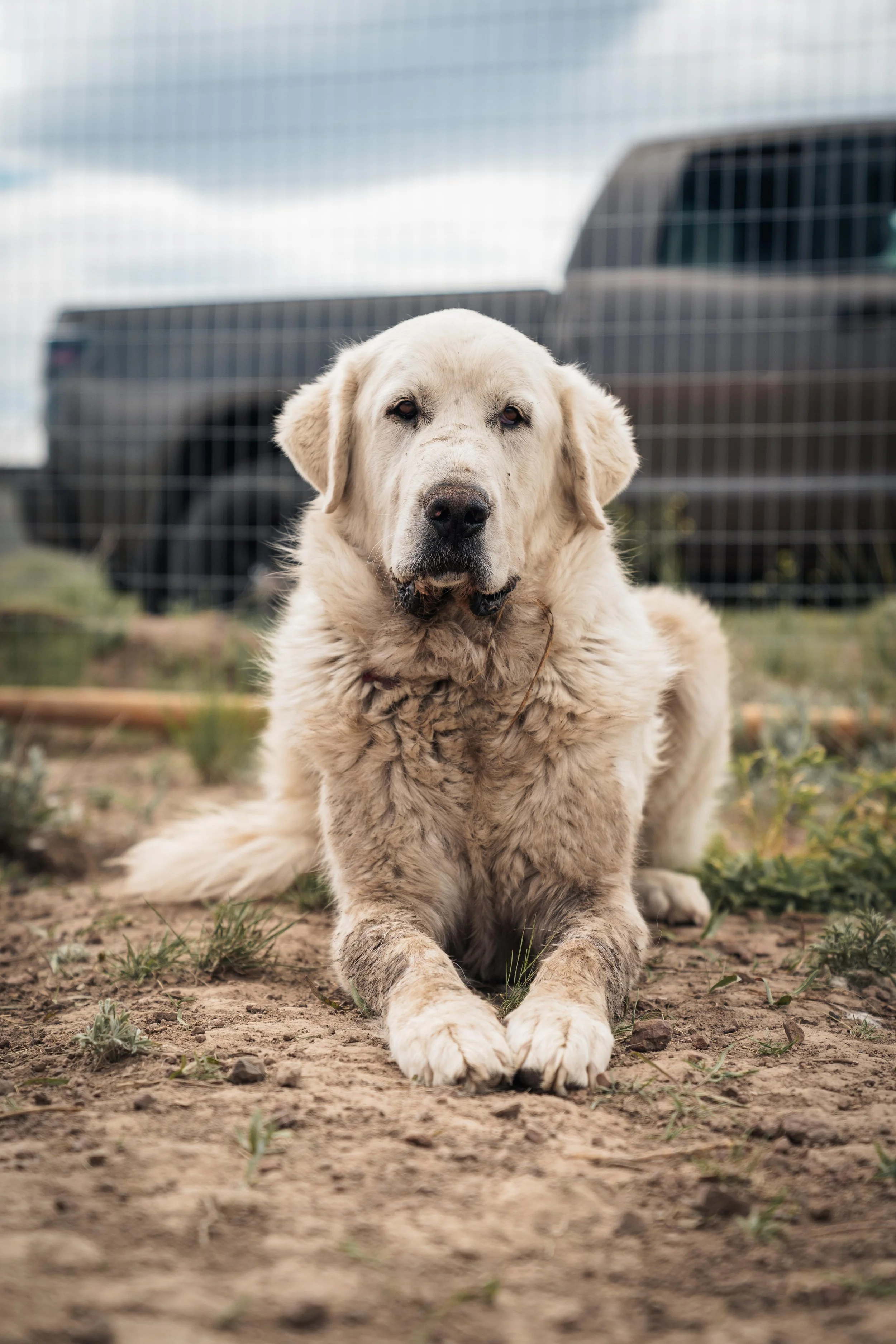 Donate — Unega Mountain Dog Rescue