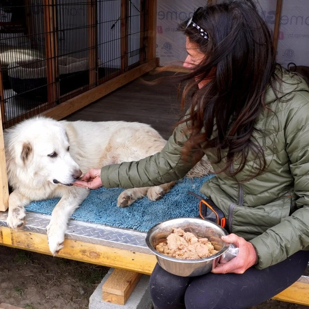 About Us — Unega Mountain Dog Rescue