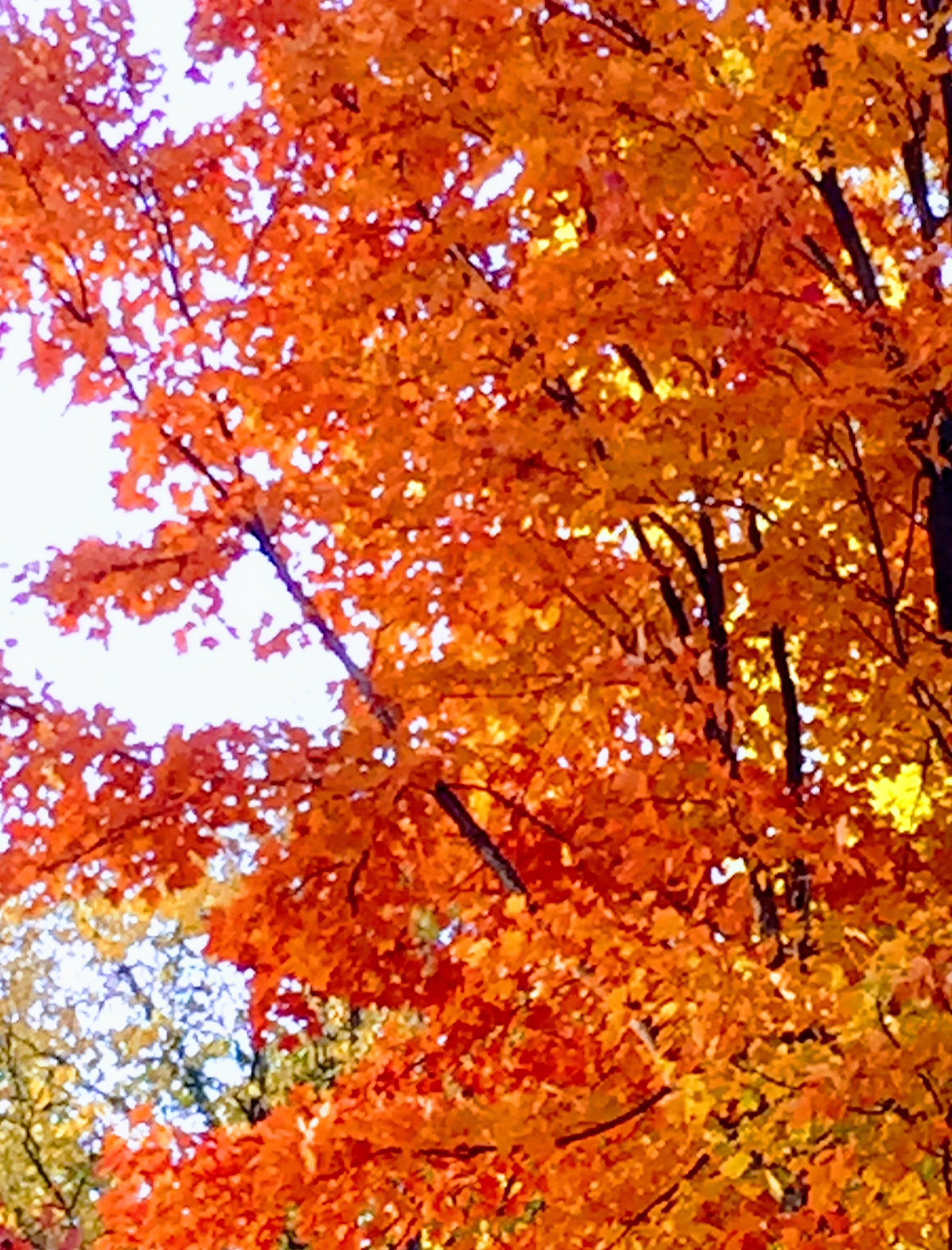 OCTOBER IS STUNNING HERE