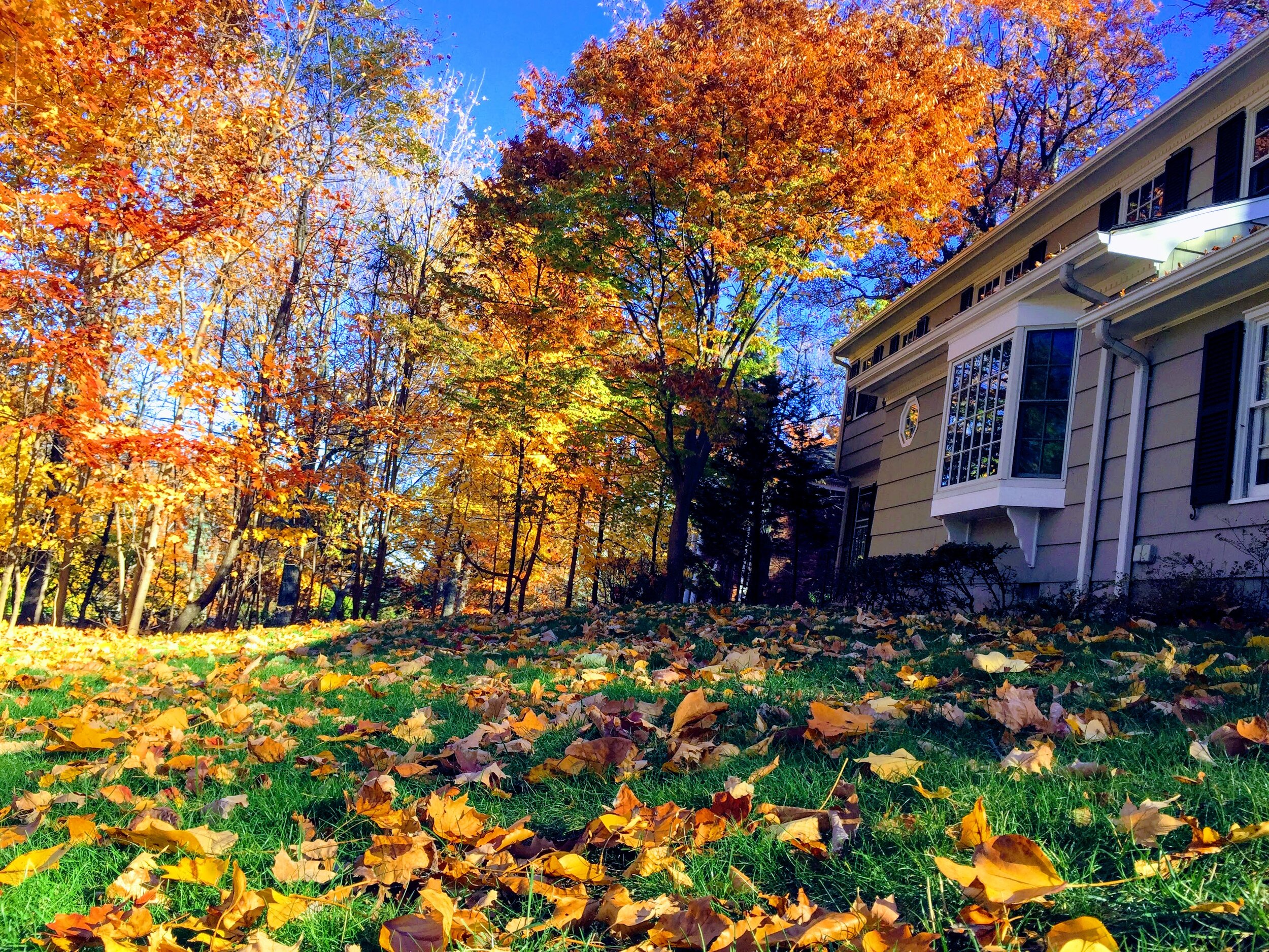 OUR HOUSE IN AUTUMN