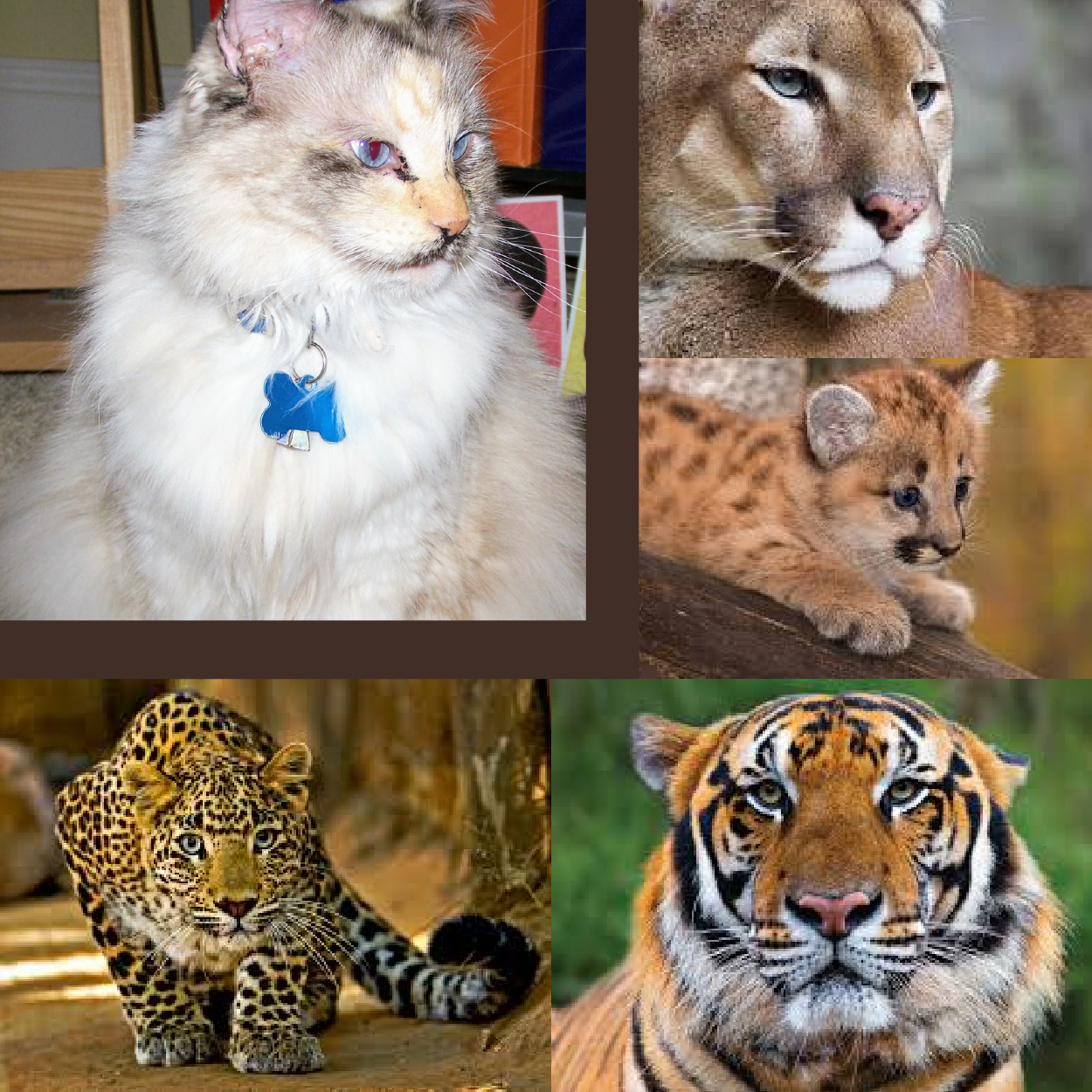 THE LATE "BASIL" AND ALL BIG CATS