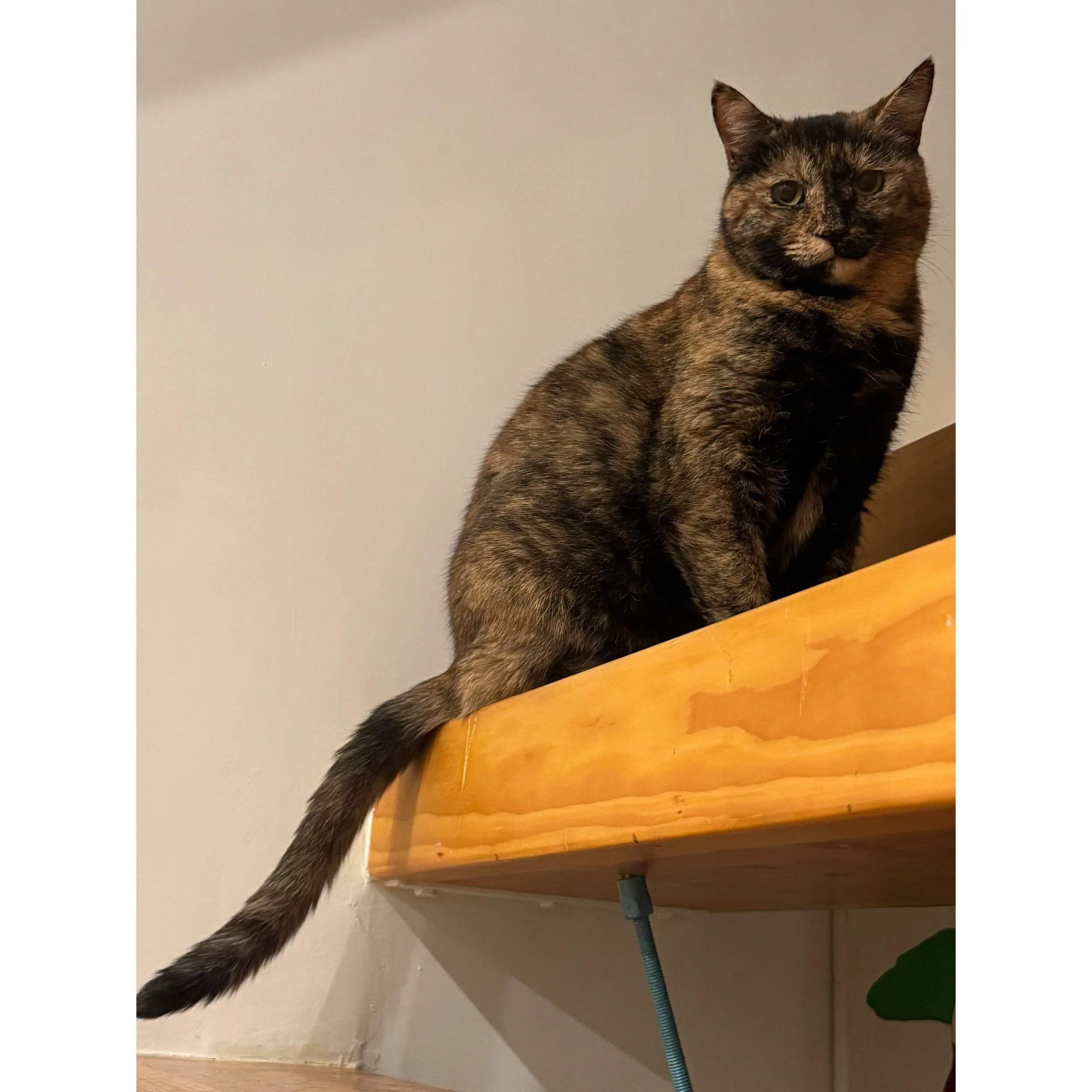 Mochi 9/28/19-8/21/26 💖🐾
Mochi was such a cutie patootie. She was the wallflower in the family. Very sweet and shy little kitty. She had the most adorable fur coat markings. I just loved her face and front paws so much. Whenever I saw her, I always