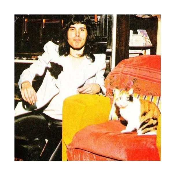 💫🌟✨⭐️🤍🎂
#freddiemercury