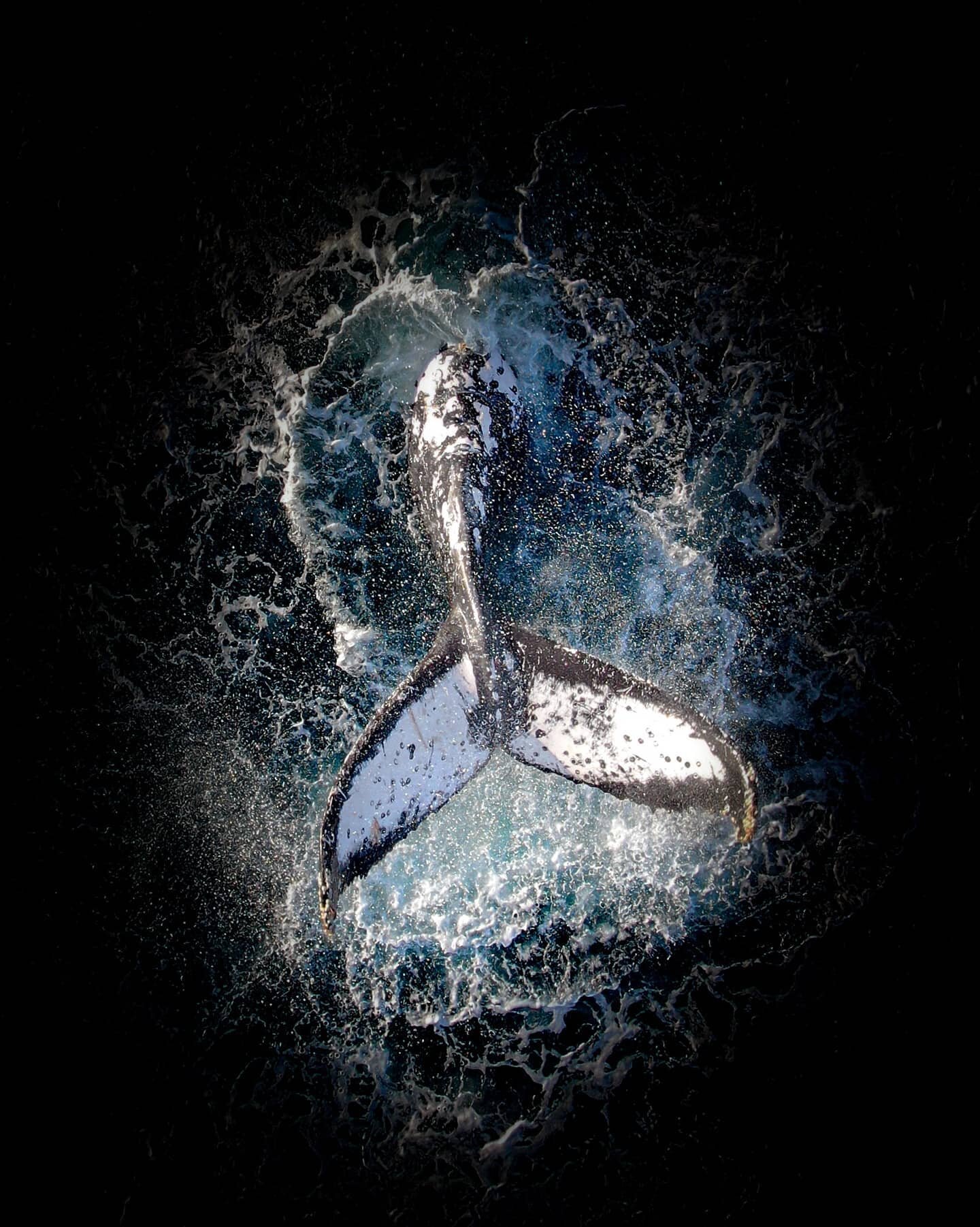 Big Whale Tails Splashes 🐋 Swipe for collection &gt;&gt; #whale #visualsofearth