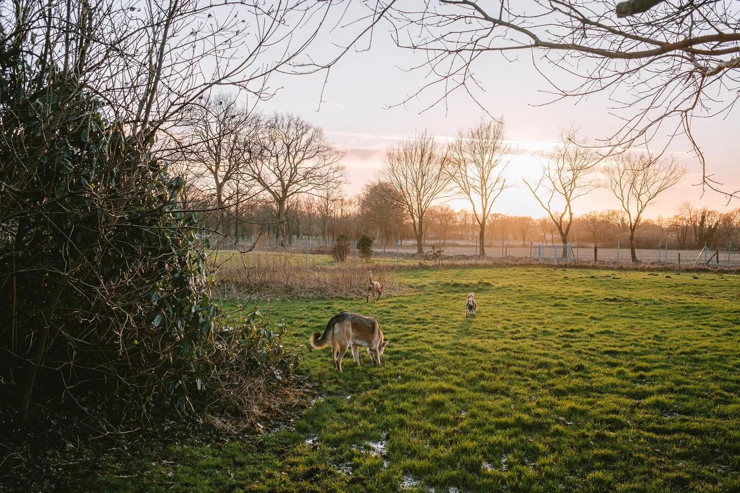 Hundeurlaub bester Urlaub.