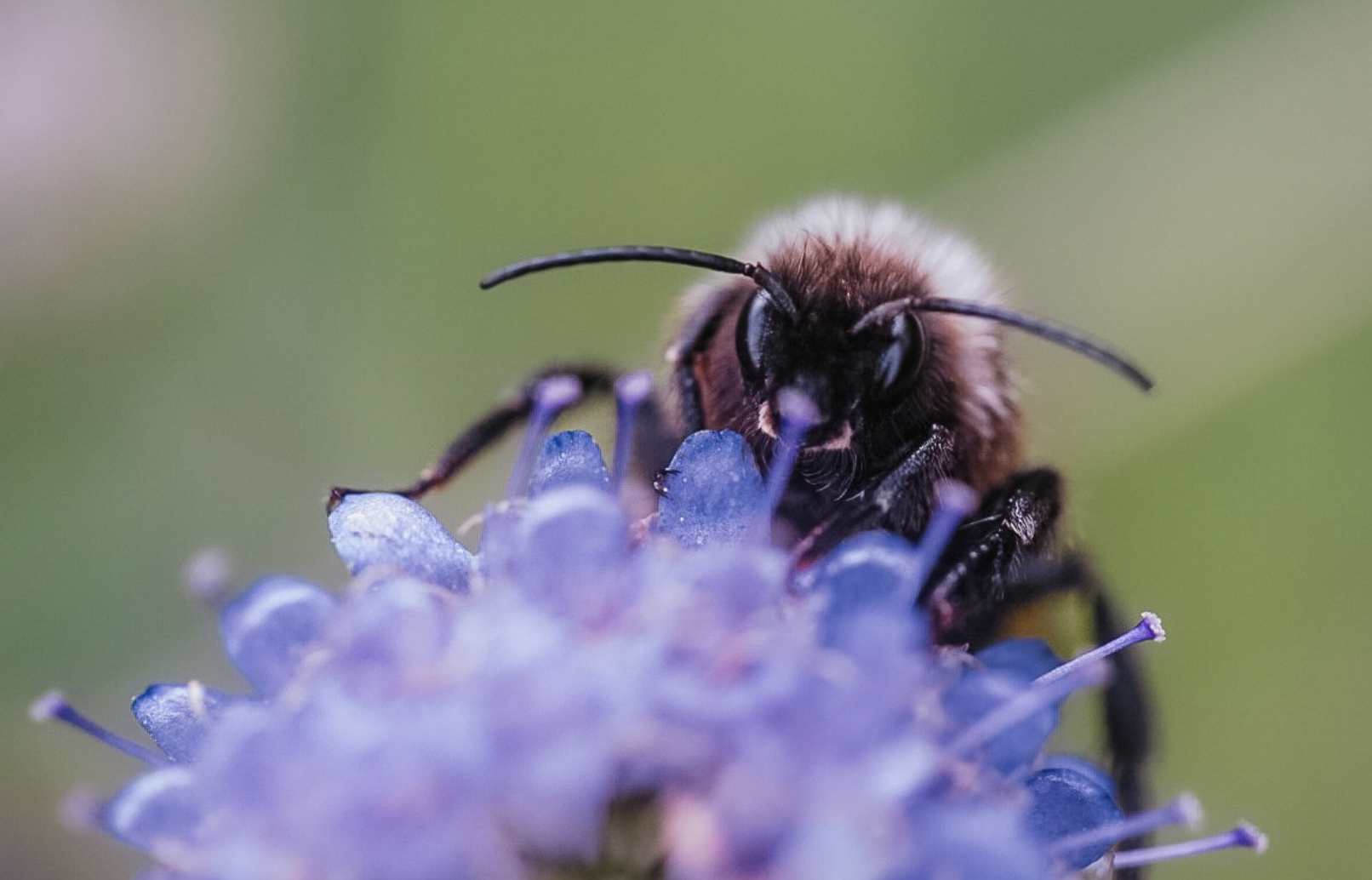Insektenfreundliches, unkompliziertes Gärtnern mit heimischen Pflanzen