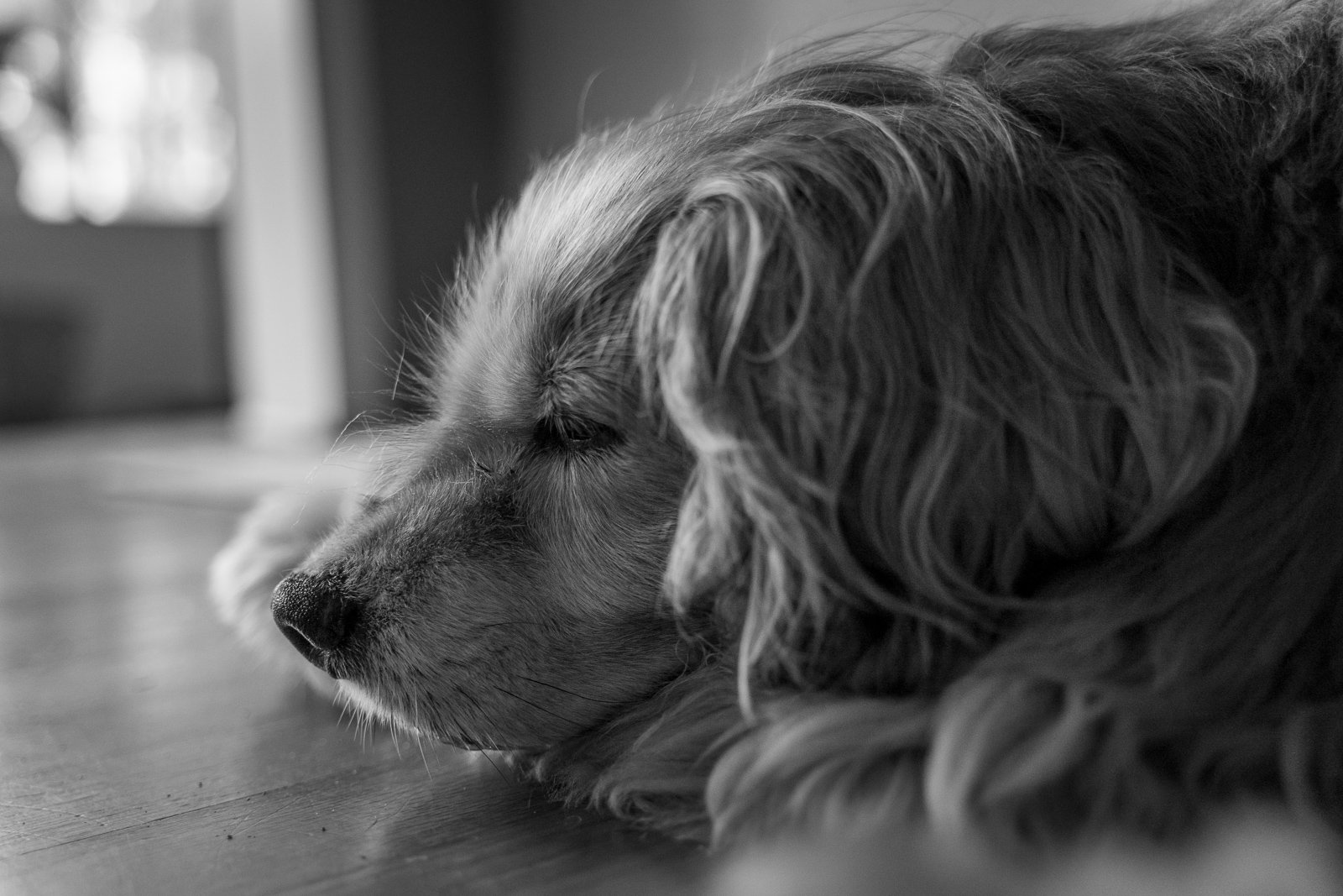 black and white photo close up of a dog's face as it is sleeping