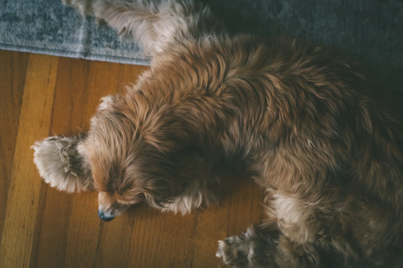mix breed dog sleeping on hardwood floor