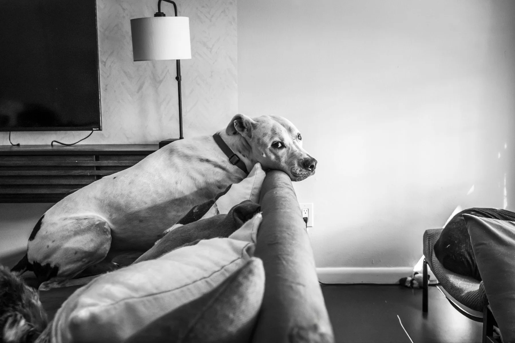 A black-and-white photo of a dog resting its head on a couch armrest while looking into the distance inside a living room. There is a lamp, TV, and other furniture visible.
