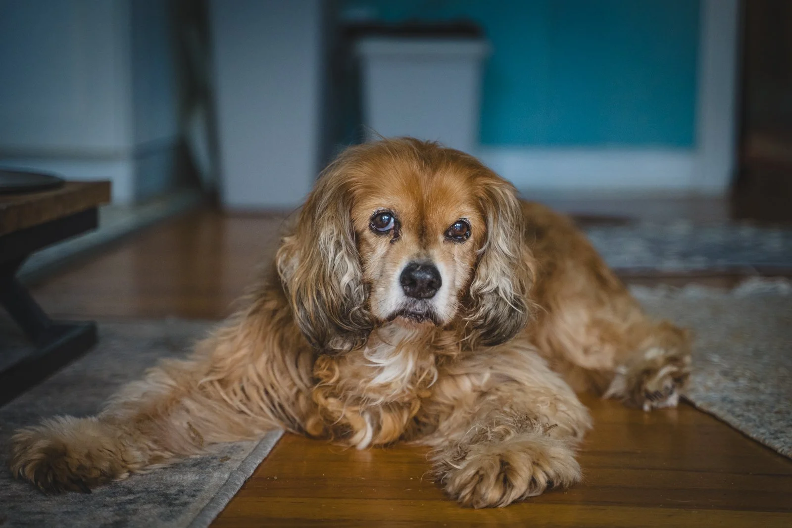 beautiful golden retriever, cocker spaniel mix dog looking at the camera.