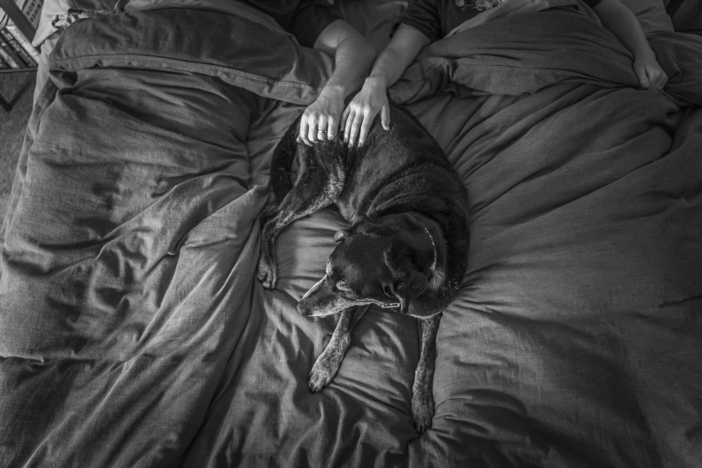 Black and white photo of a dog on a bed, husband and wife hands touching her