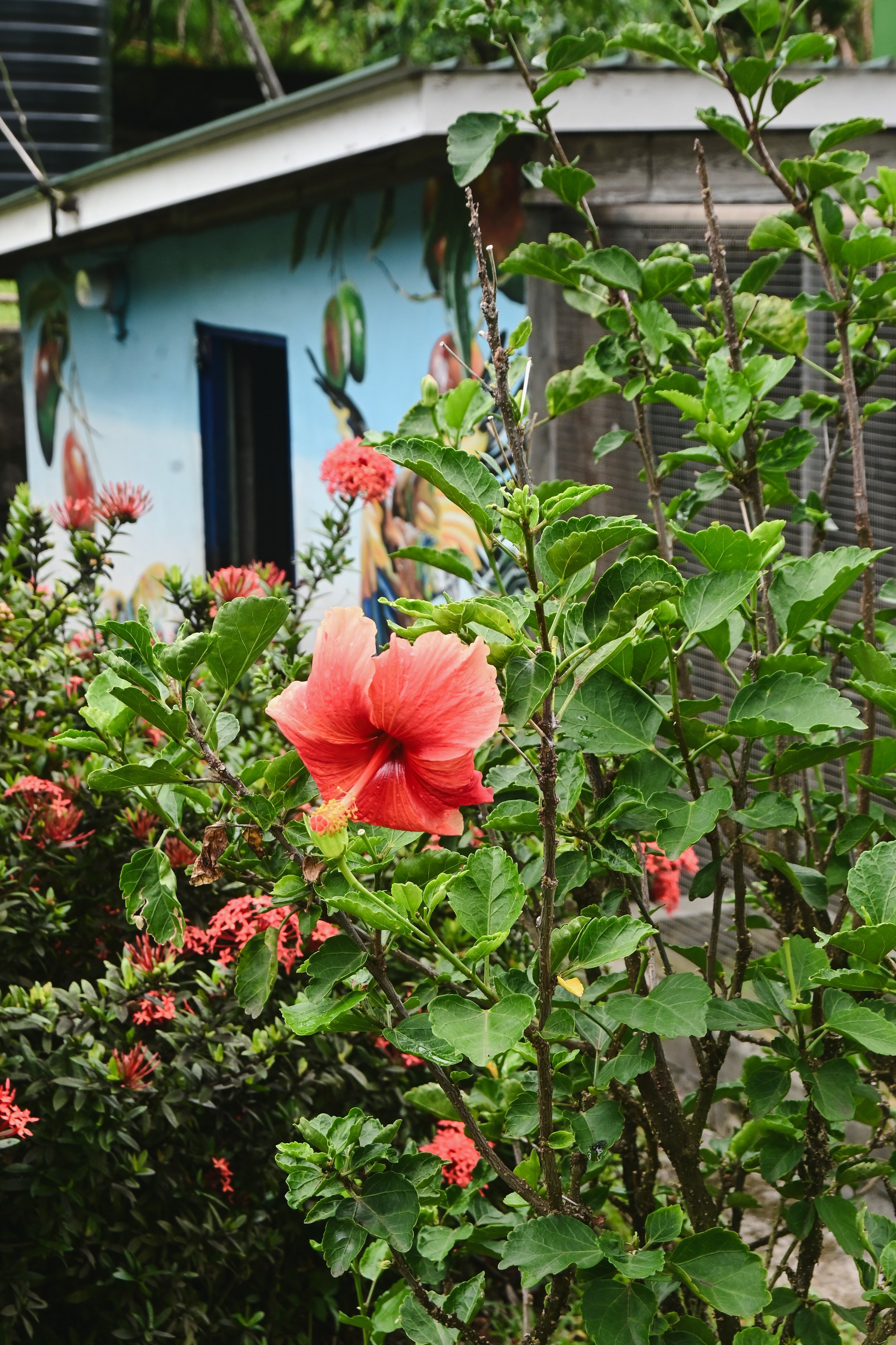 Hibiscus Tea Benefits; A Bold Bloom for Your Body