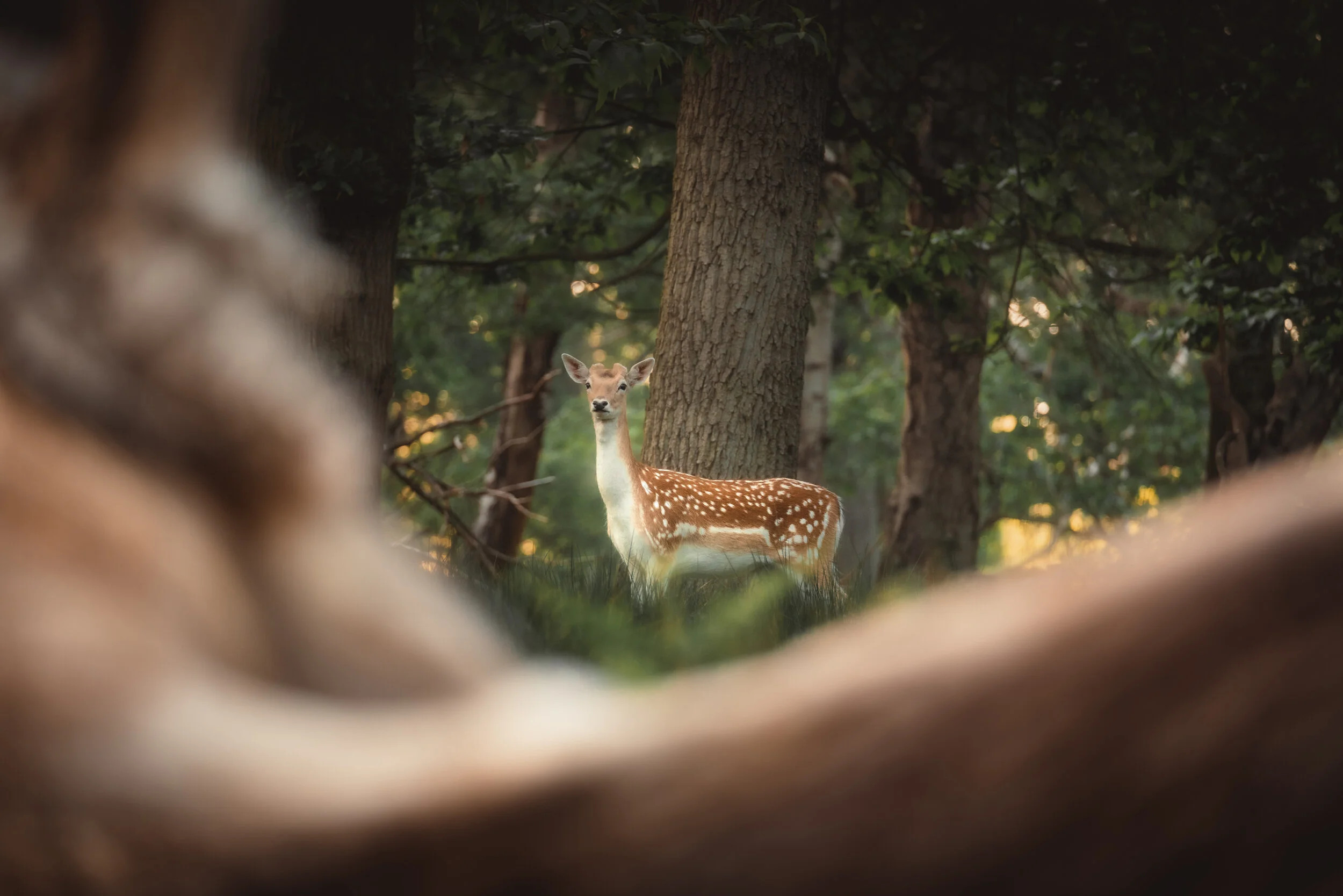 DeerWoods2-1.jpg