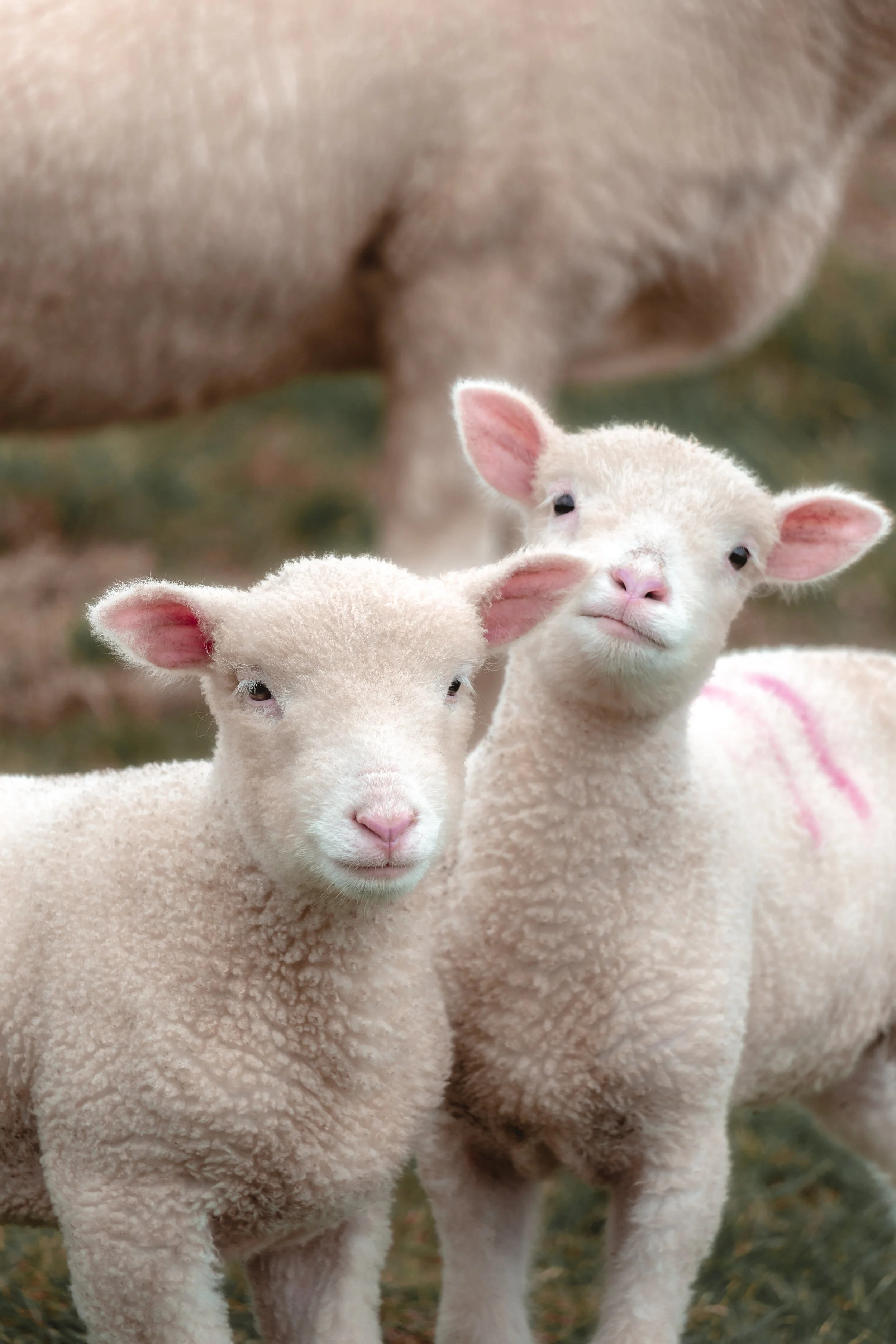 Lamb-2.jpg
