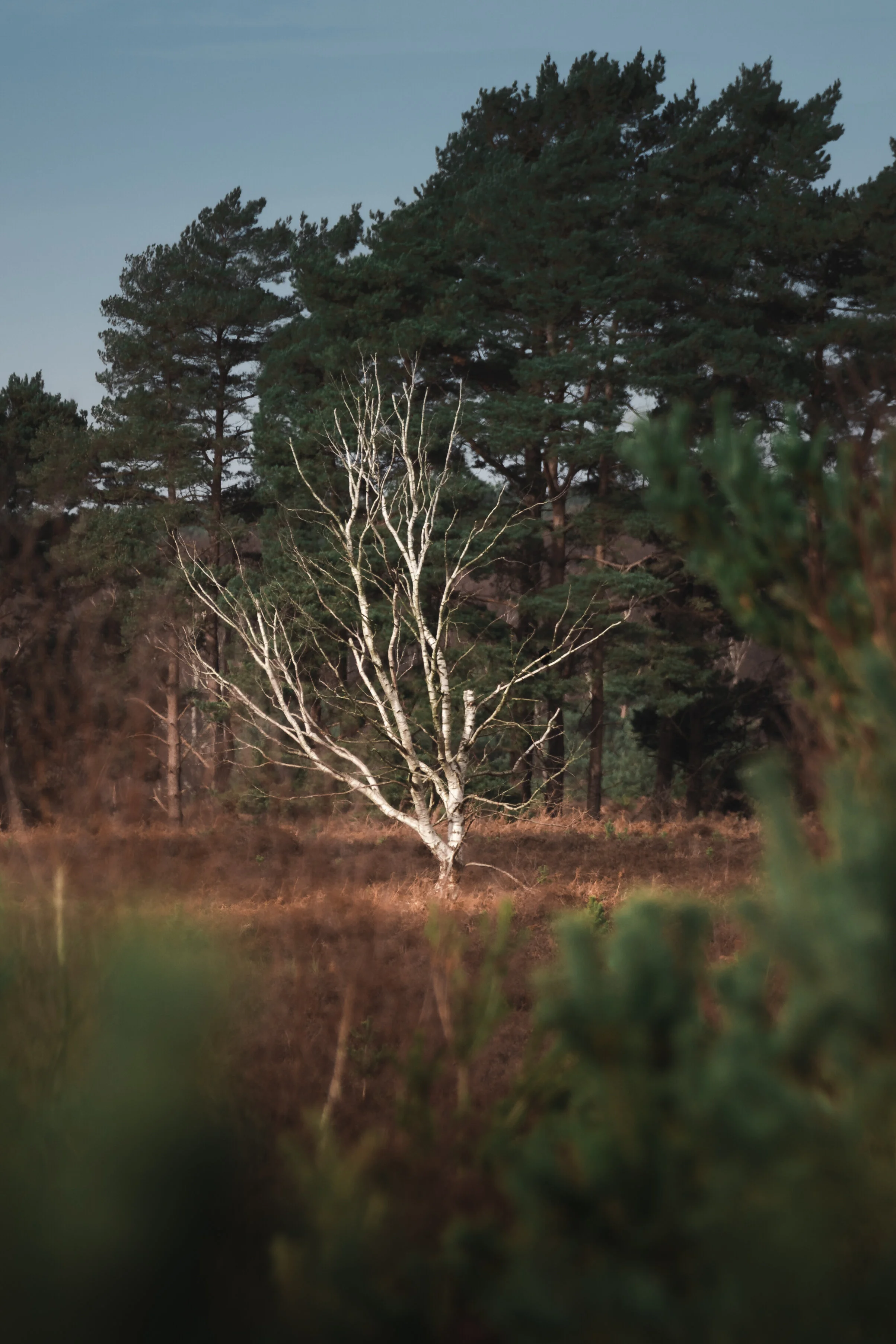 Suffolk-3.jpg