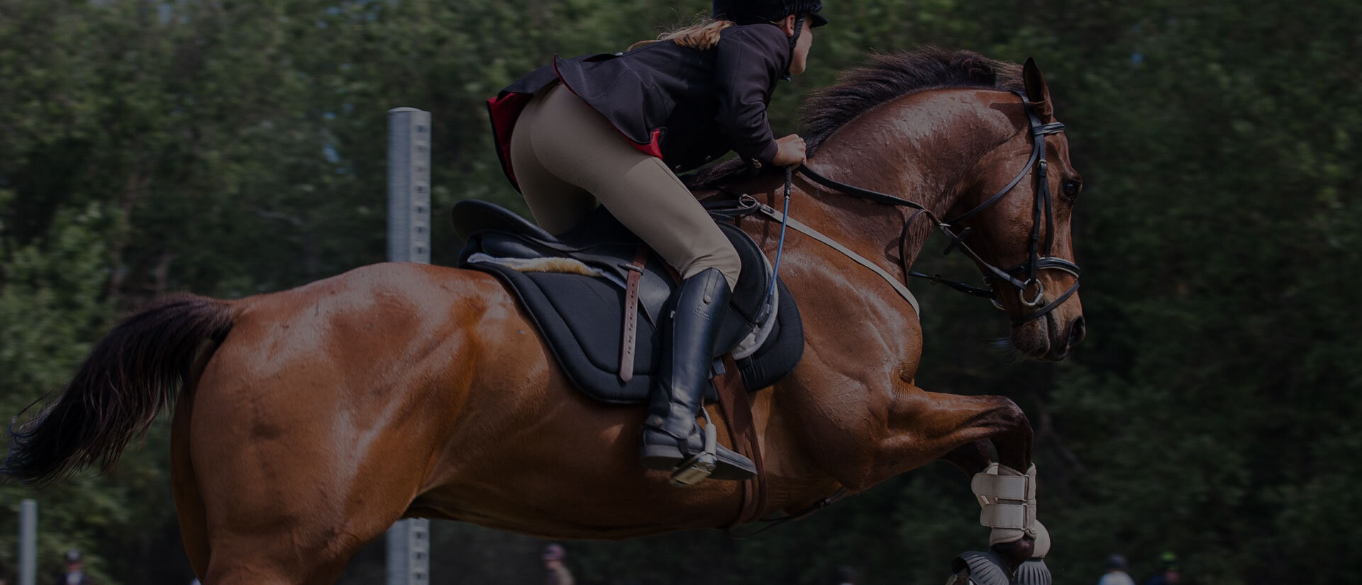 Our wellness plans keep your  equine athlete in top form.