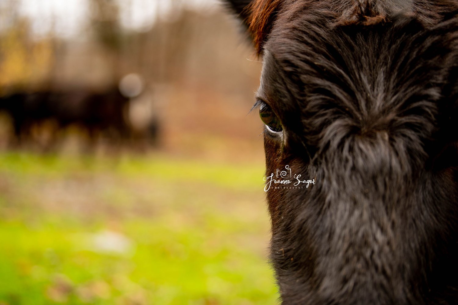 A close up of a black cow's eye is seen in a branding photo for a farm