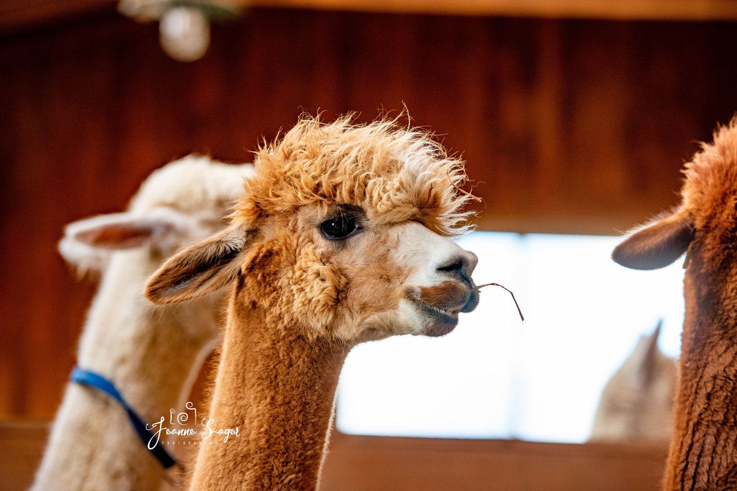 a brown alpaca stands in a barn surrounded by other alpacas. the animal has a piece of hay in its mouth