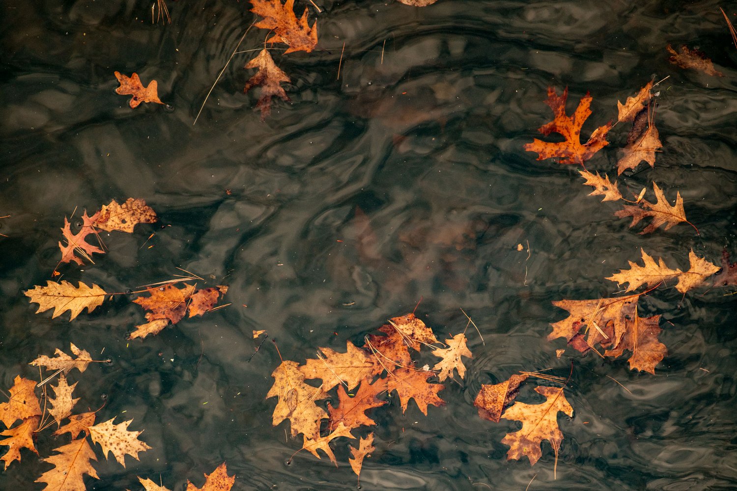 fall leaves float in the water of the delaware river