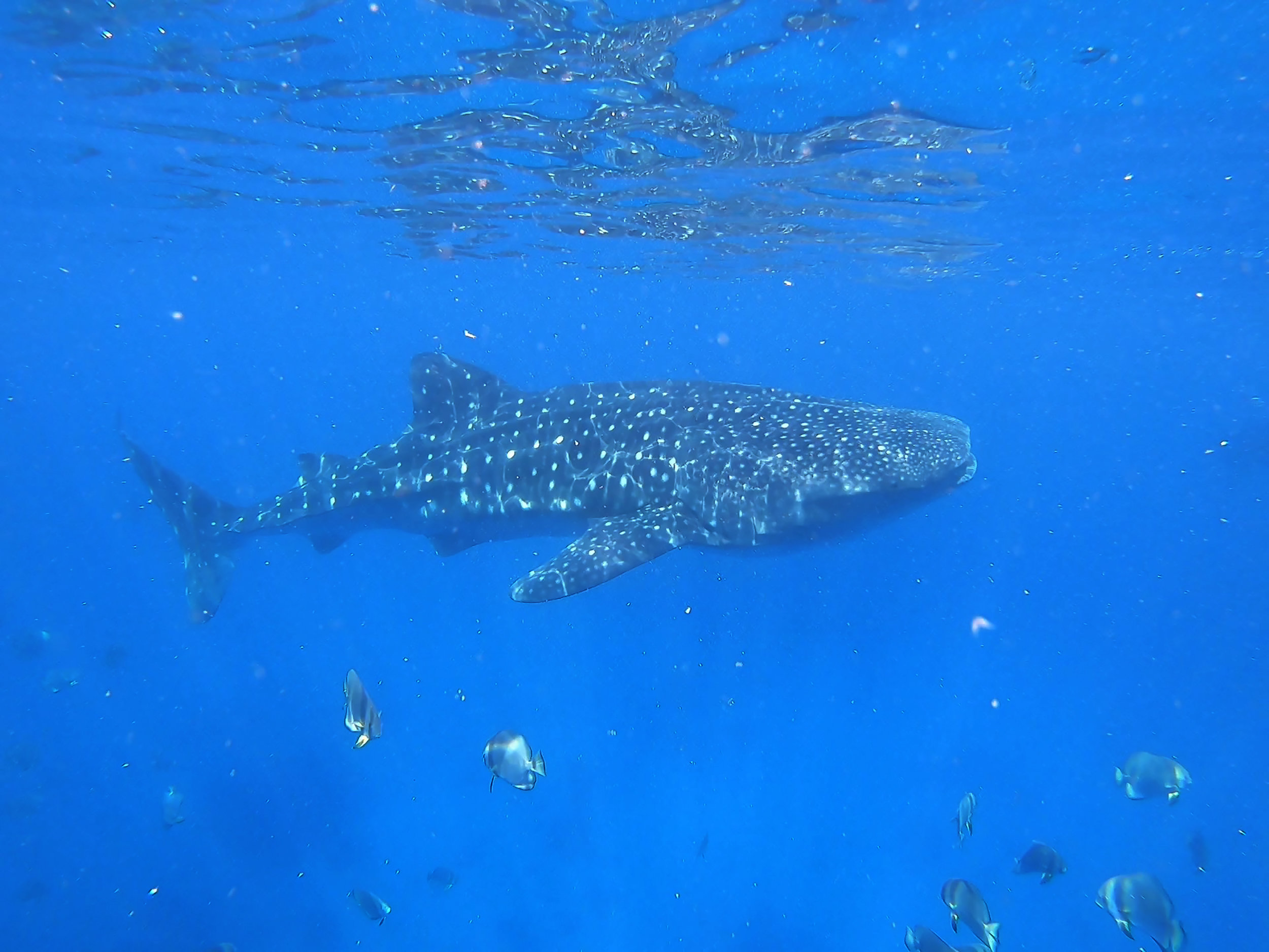 Whale Shark Swimming Adventure in Donsol, Philippines