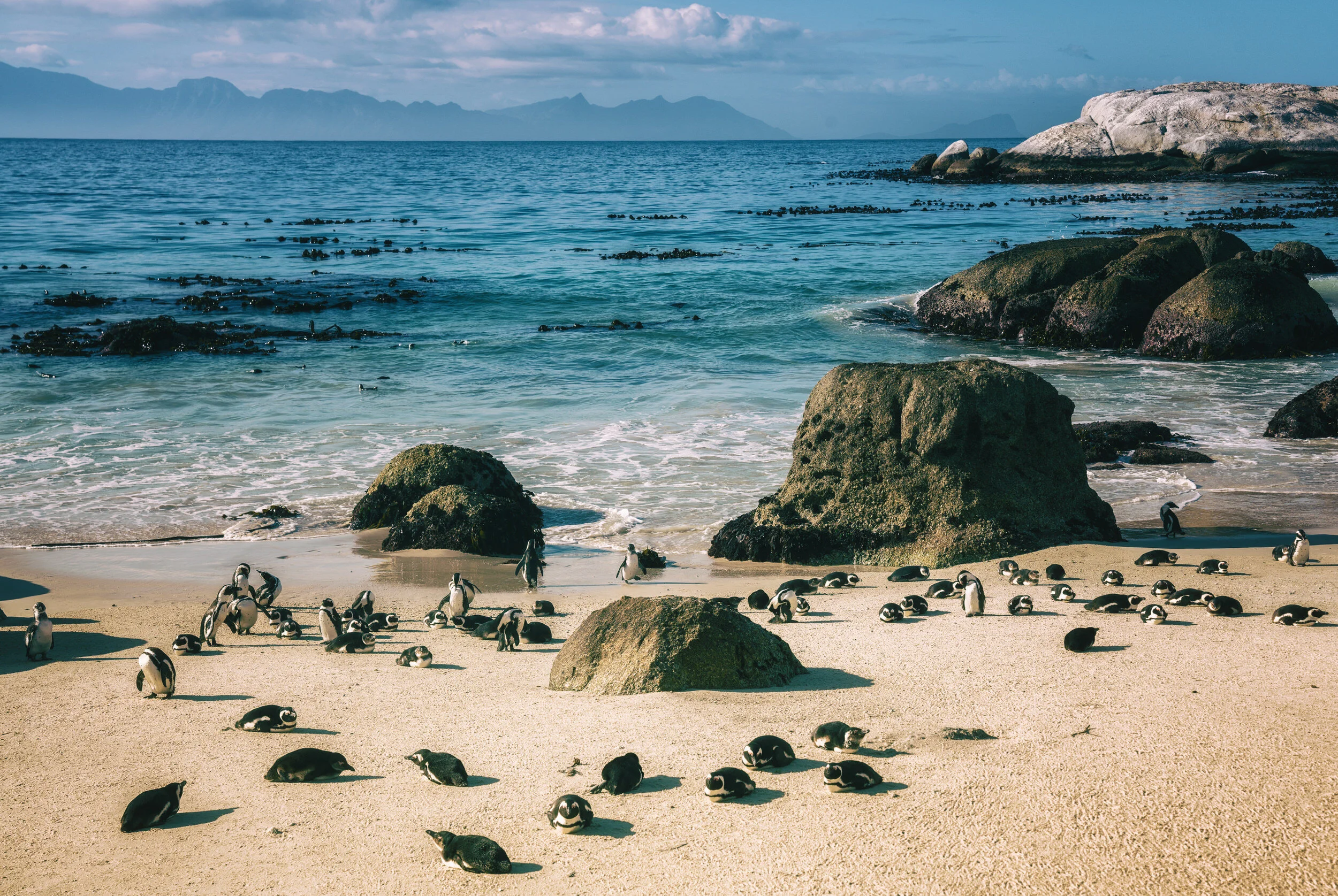 Because penguins just want a suntan. Boulders Beach, South Africa.