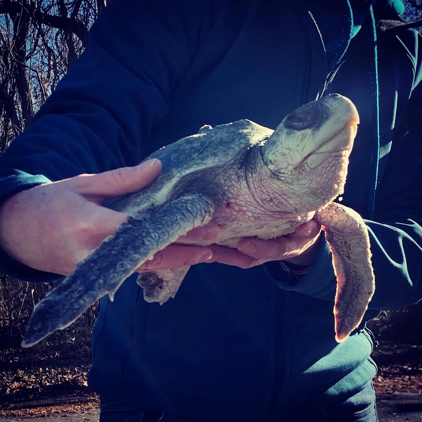 Students in Audubon Program Rescue Cold-stunned Kemp's Ridley
