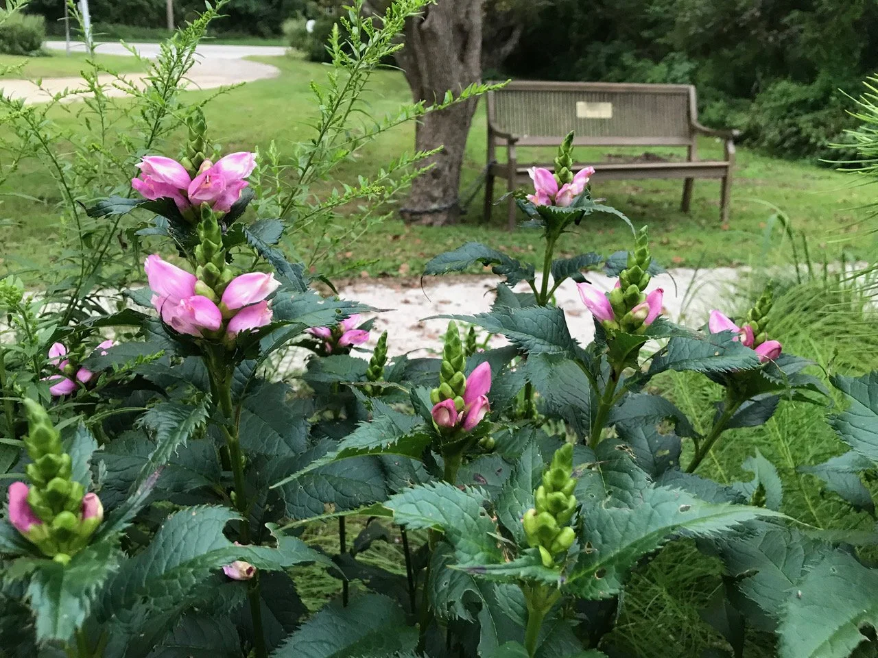 Fall Native Plant Sale