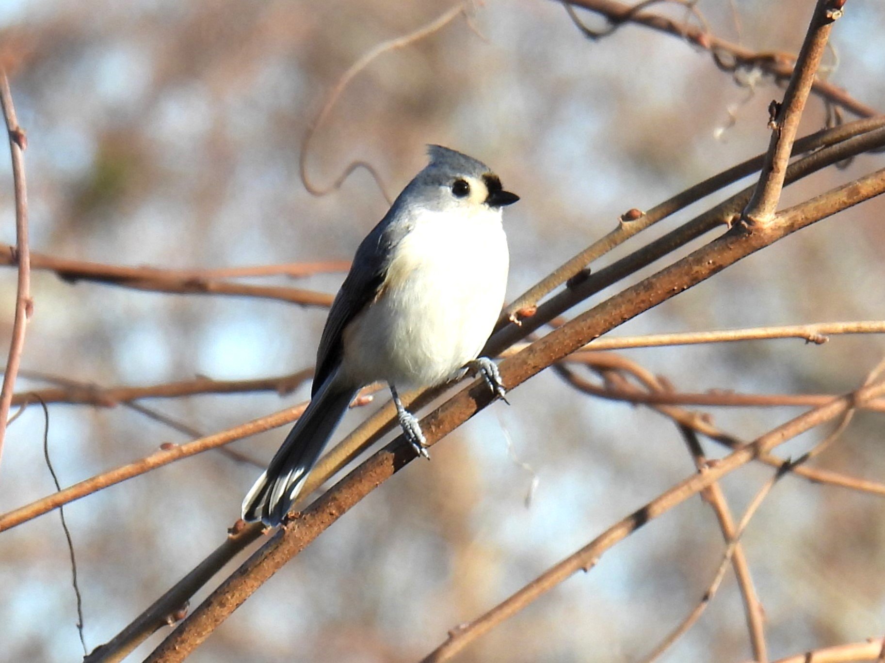  Tuesdays with Tom: Drive-by Birding along Dune Road 