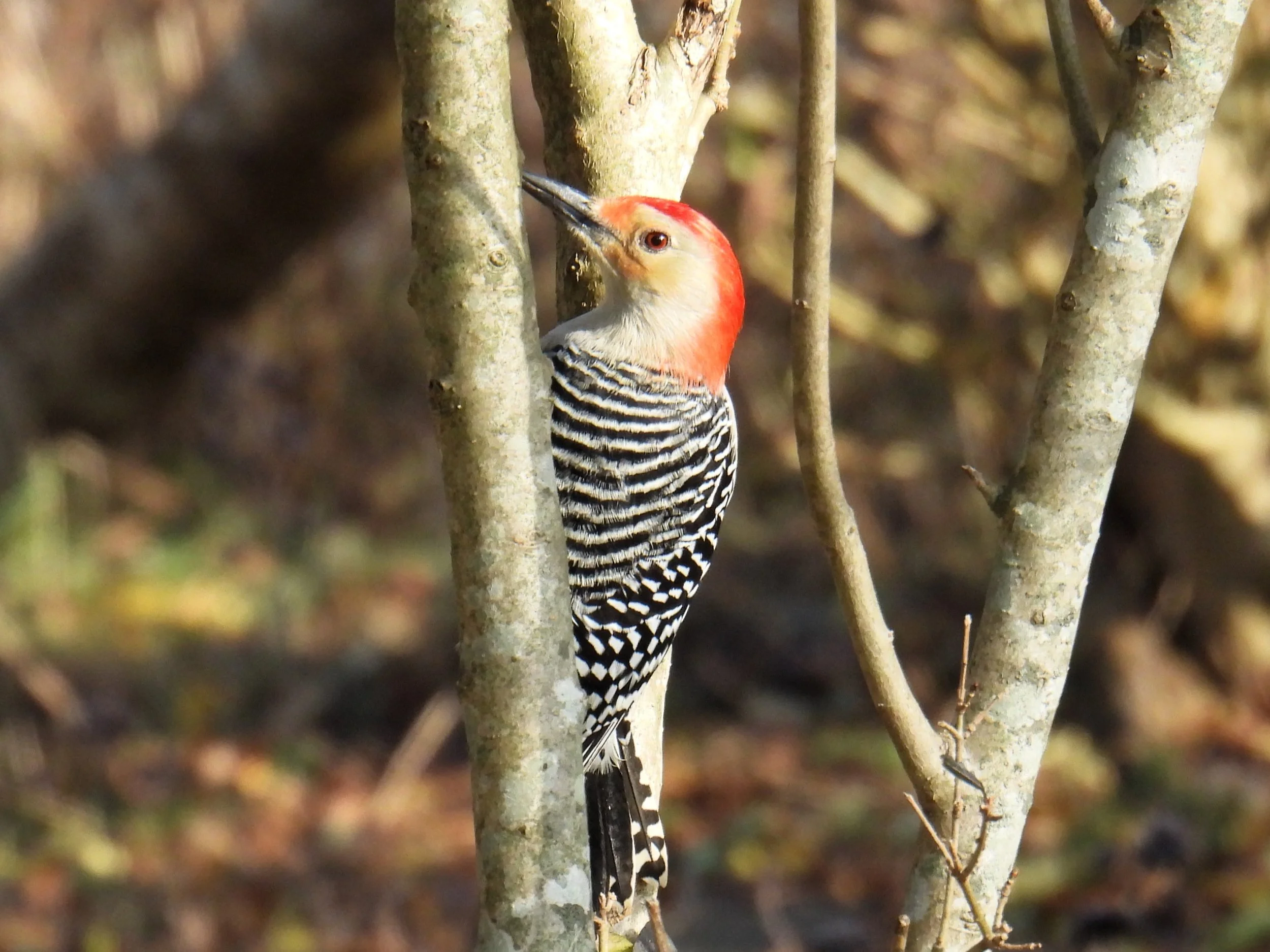 Tuesdays with Tom - Husing Pond Preserve