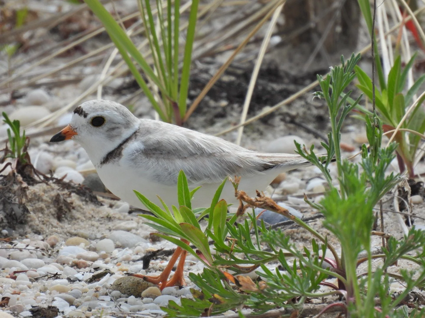 Joint Bird Walk with SoFo Natural History Museum - Mashomack Preserve, Shelter Island