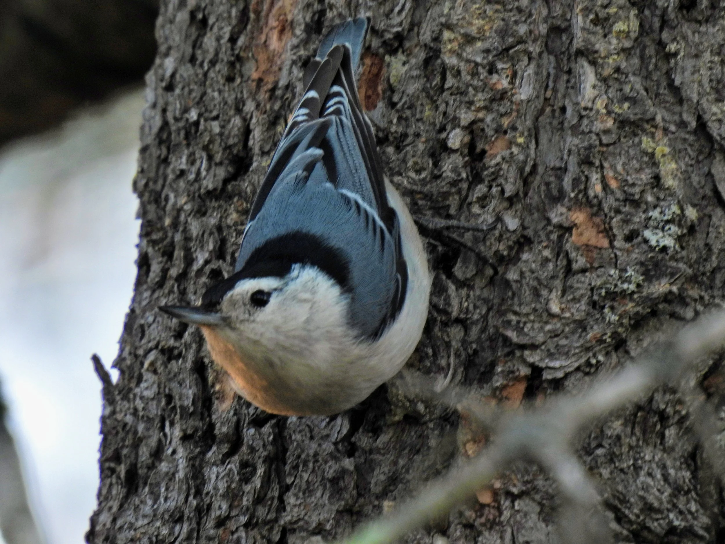 Tuesdays with Tom - Wolf Preserve