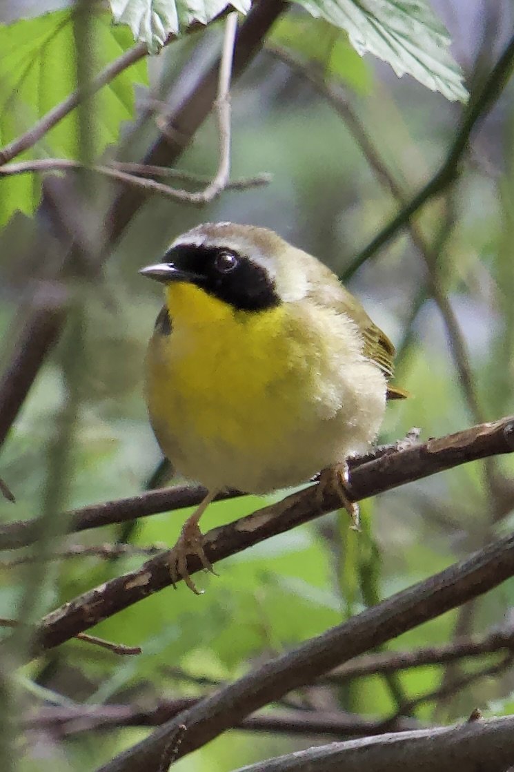 Friday Morning Birders - Dam Pond (Ruth Oliva) Preserve  