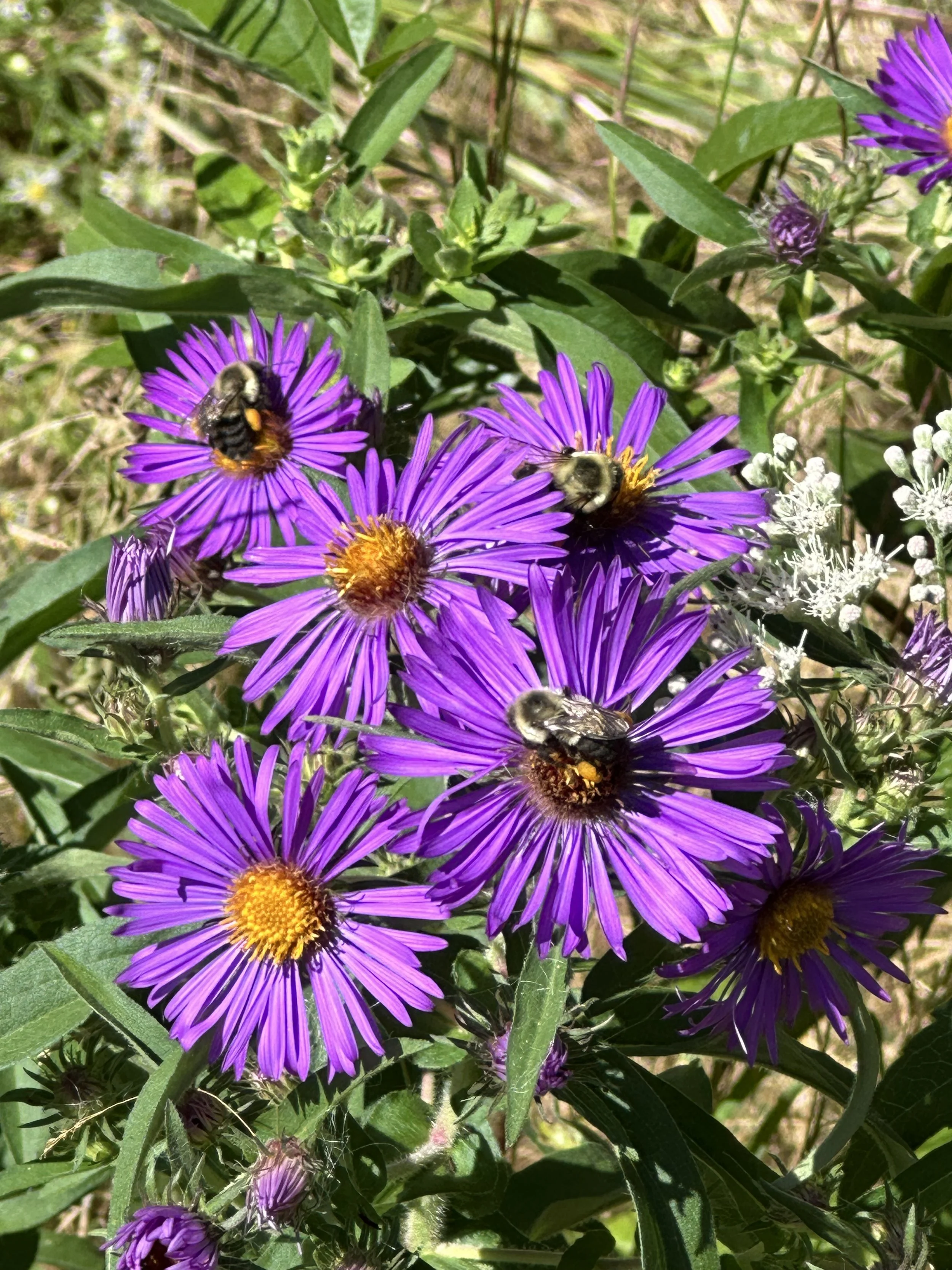 2024 North Fork SAP Garden Crawl