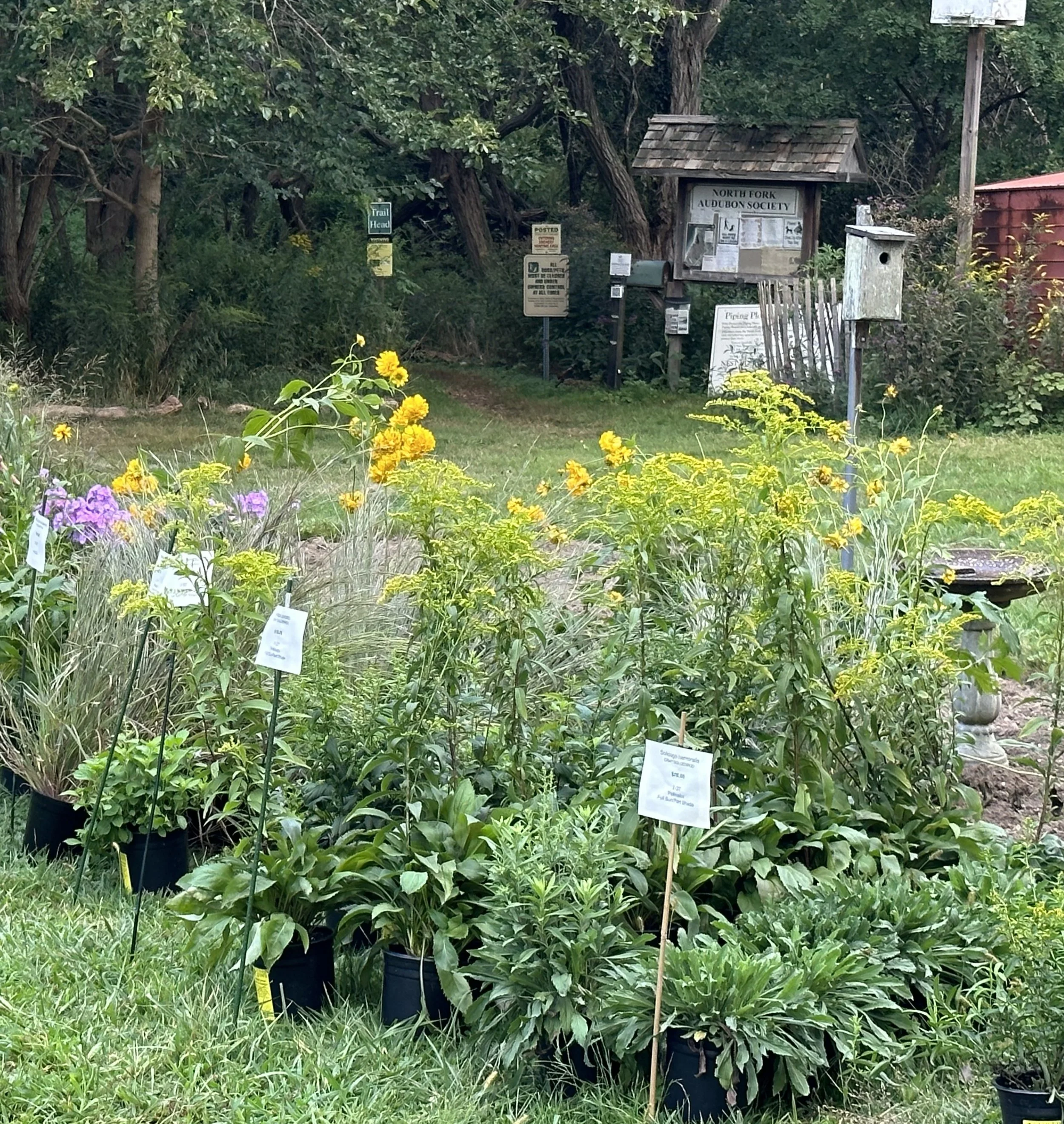 Fall Native Plant Sale