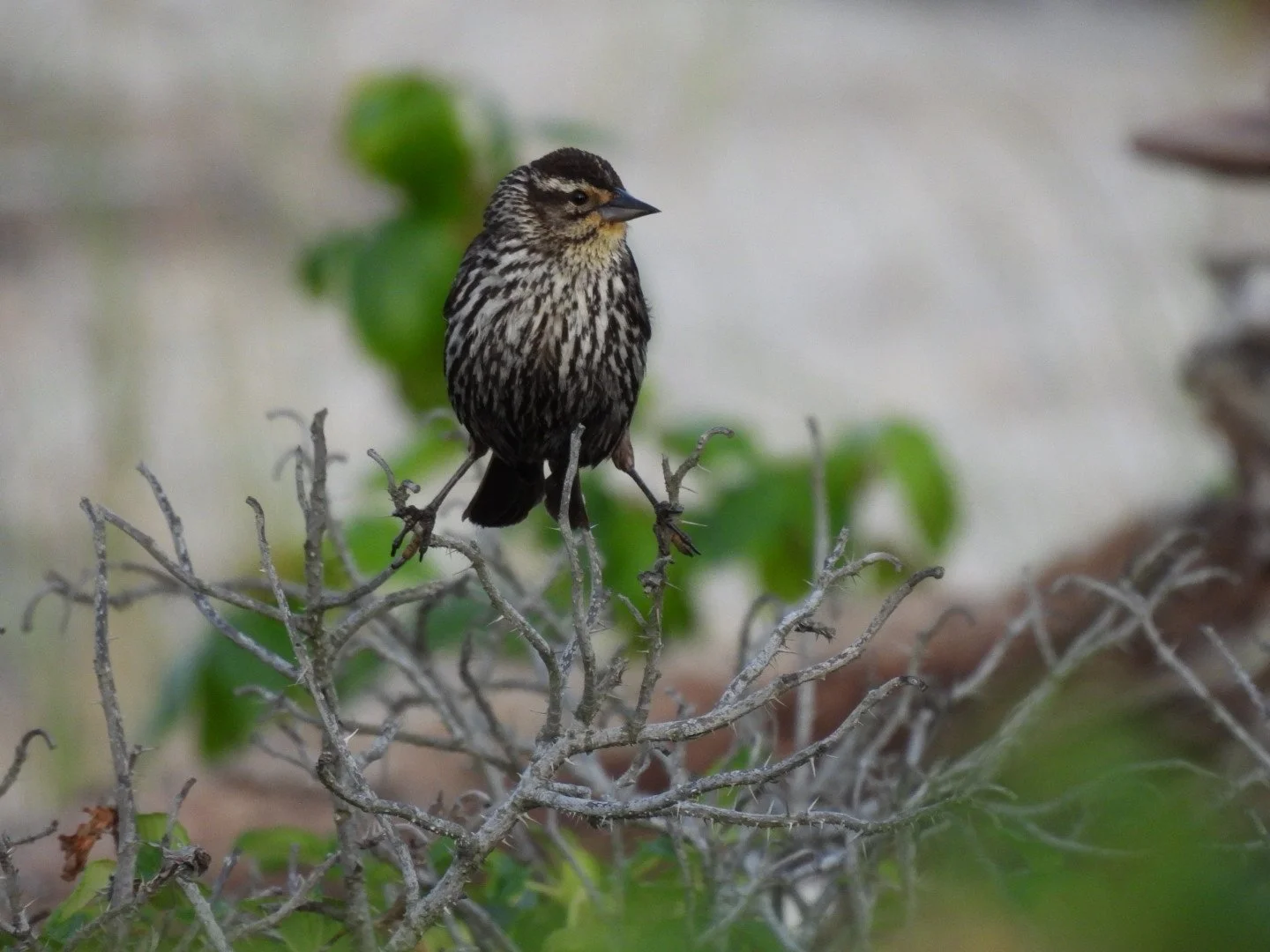 Nature Walk Series: Exploring Health and Conservation 