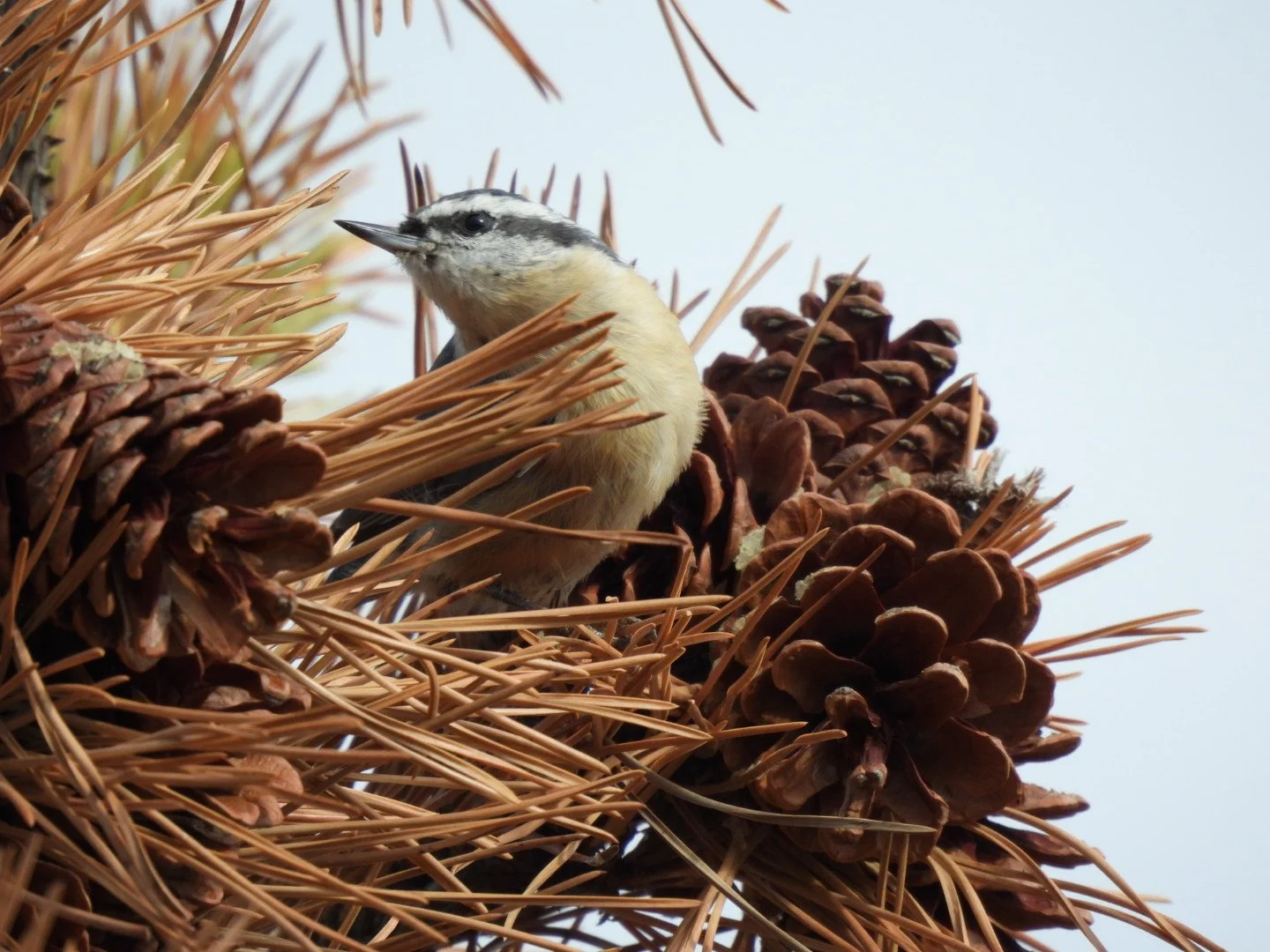HOW TO GET INTO BIRD WATCHING WITHOUT GETTING LEFT BEHIND with Tom Damiani 